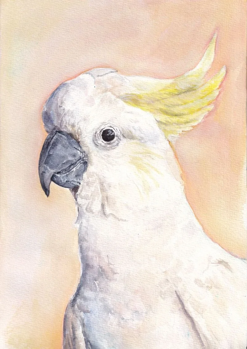 Fine Art Print - Sulphur-Crested Cockatoo