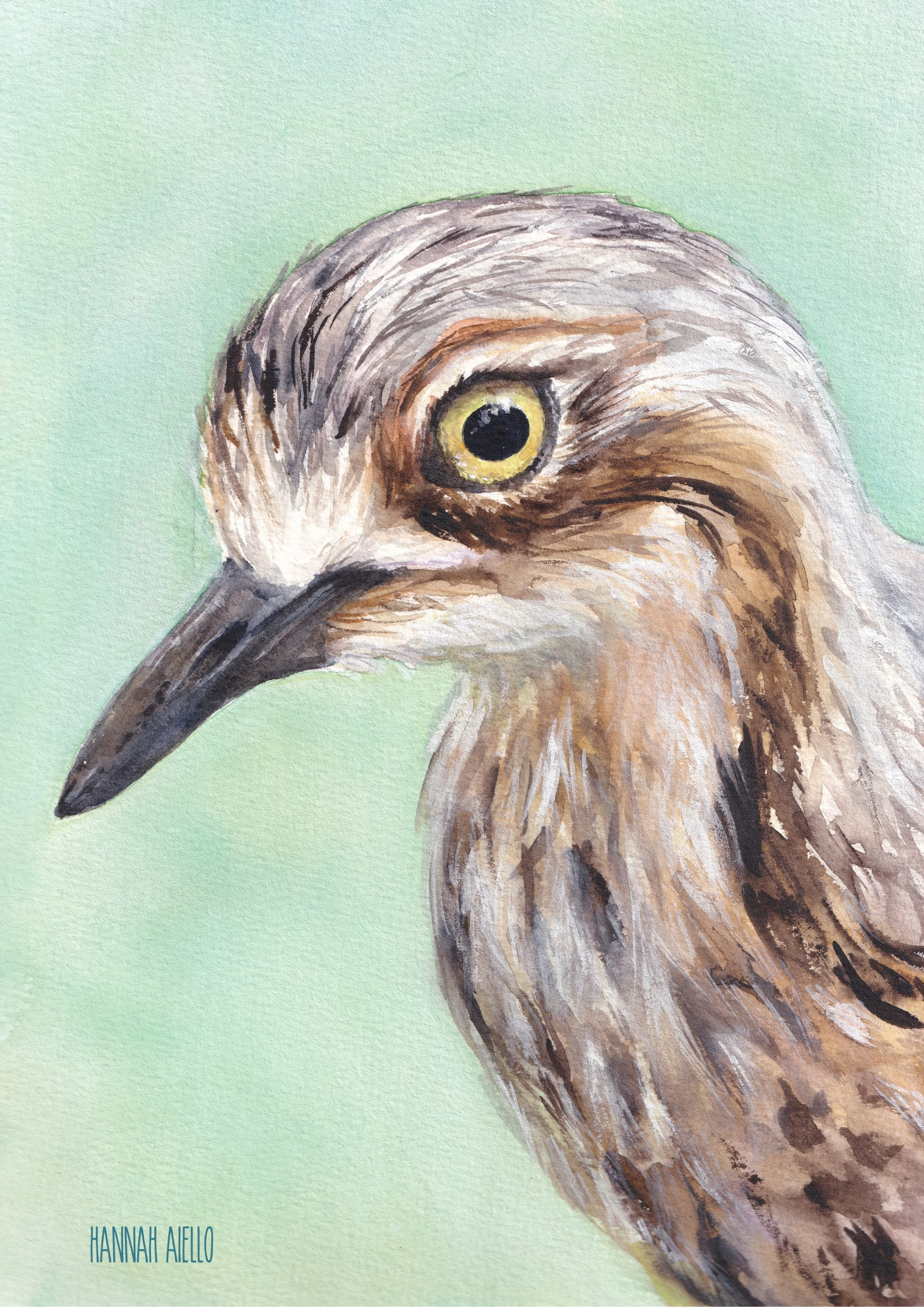 Fine Art Print - Bush Stone-Curlew 2