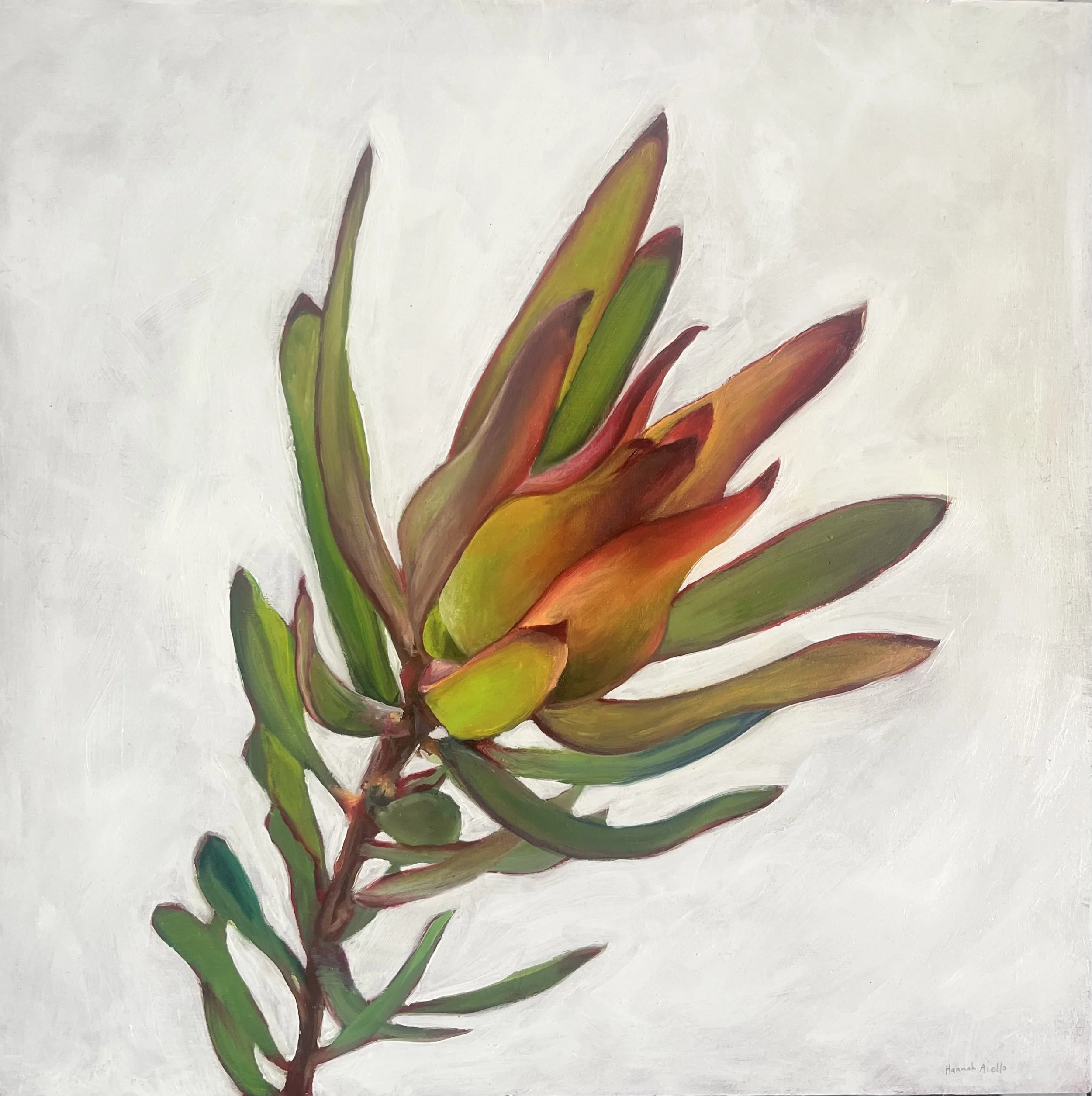 Leucadendron Oil Painting - Fine Art Print