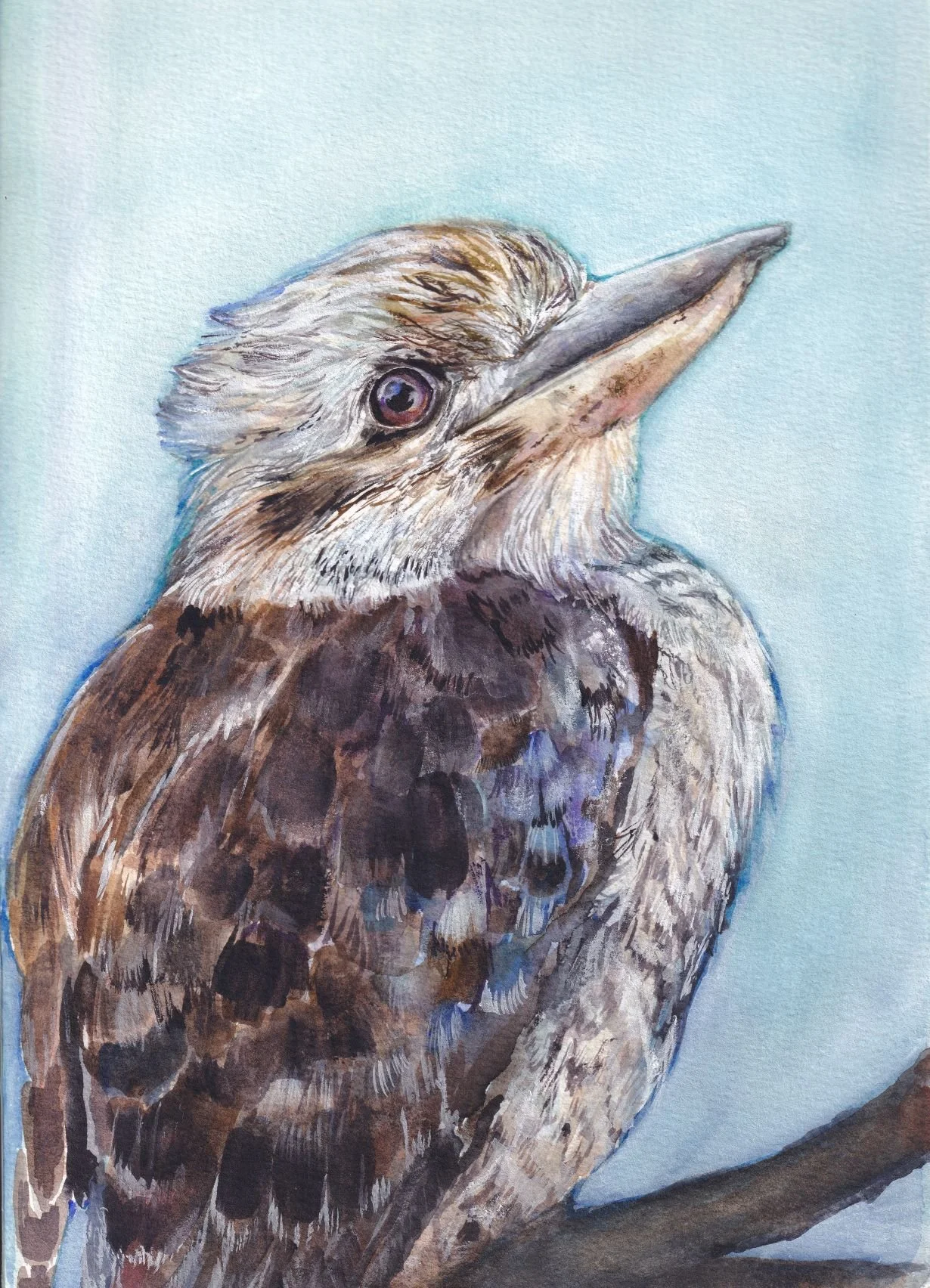 Fine Art Print - Laughing Kookaburra 2