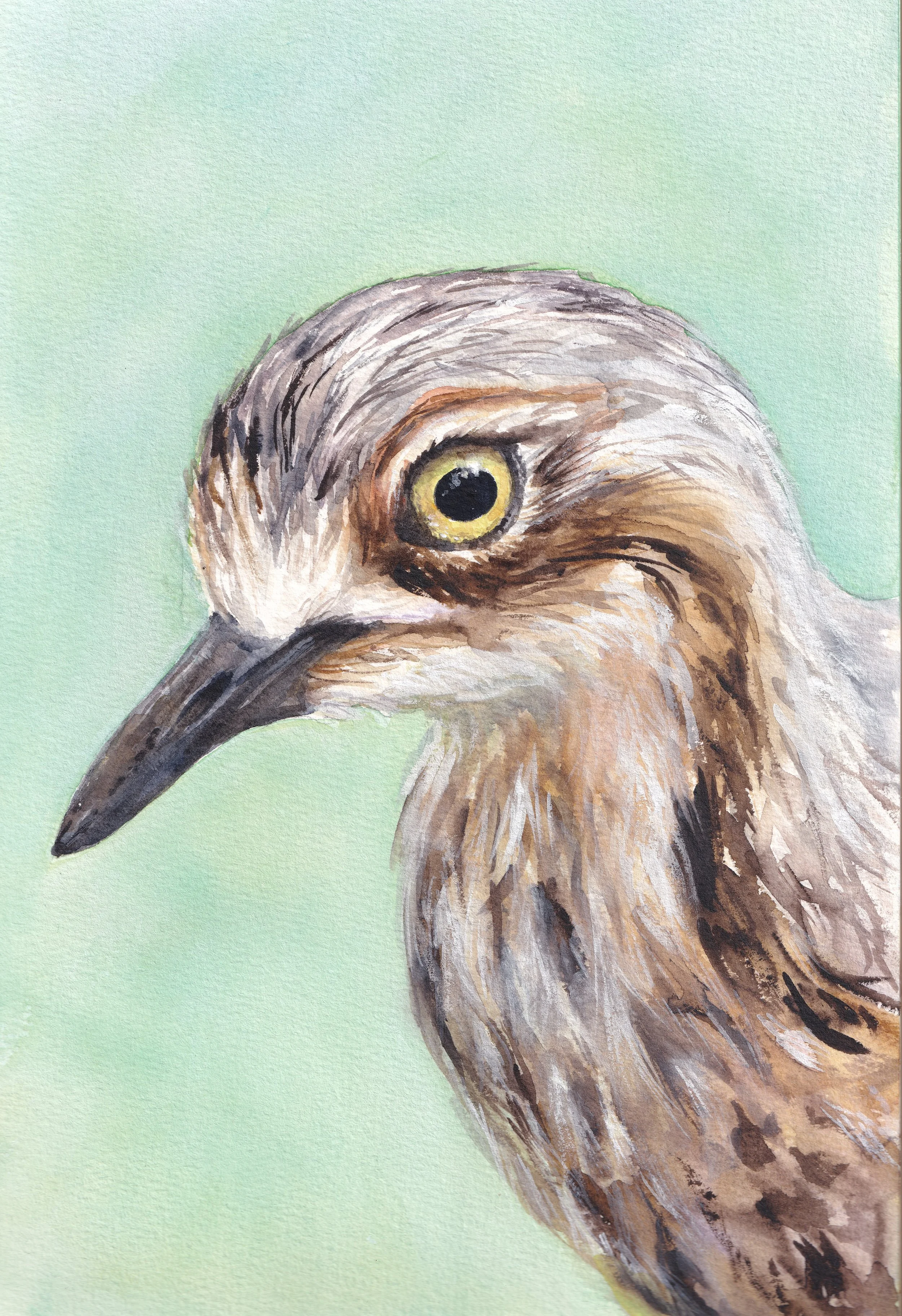 Fine Art Print - Bush Stone-Curlew 2