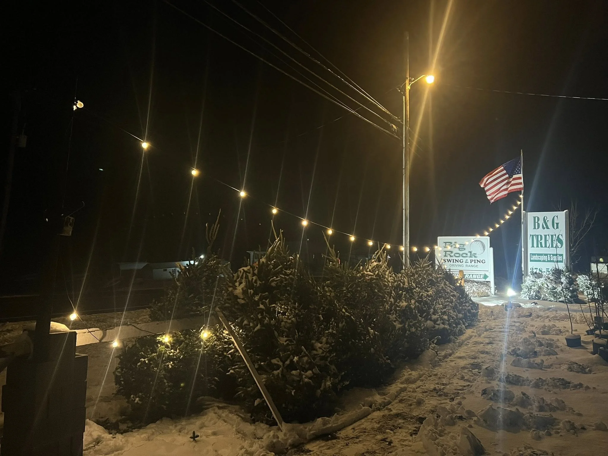 christmas trees snow 2.jpg