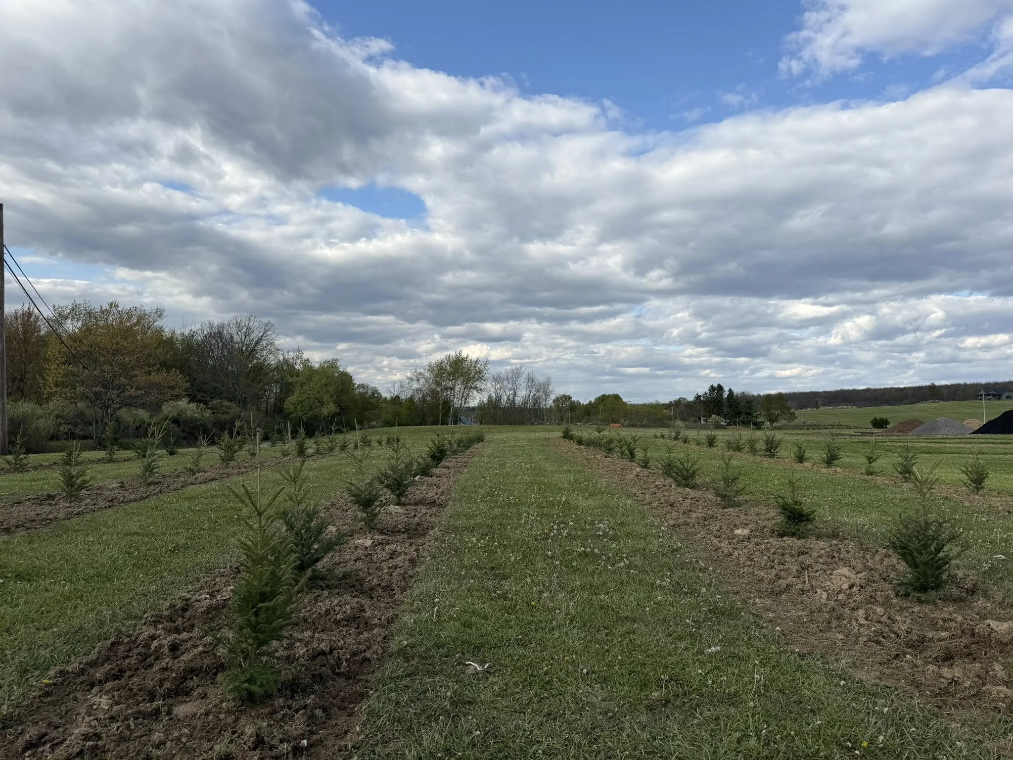 christmas trees planted.jpg