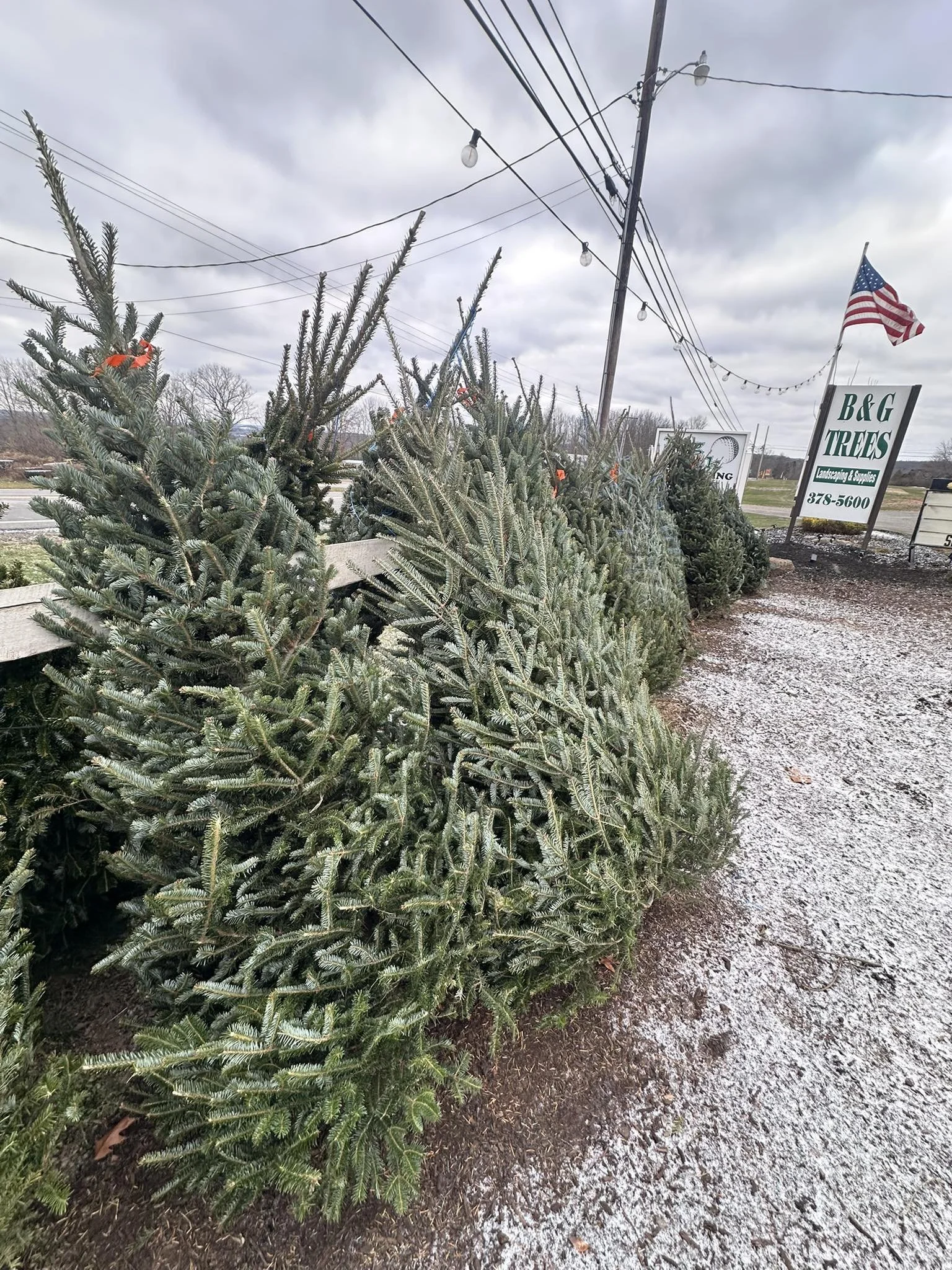 christmas trees snow.jpg