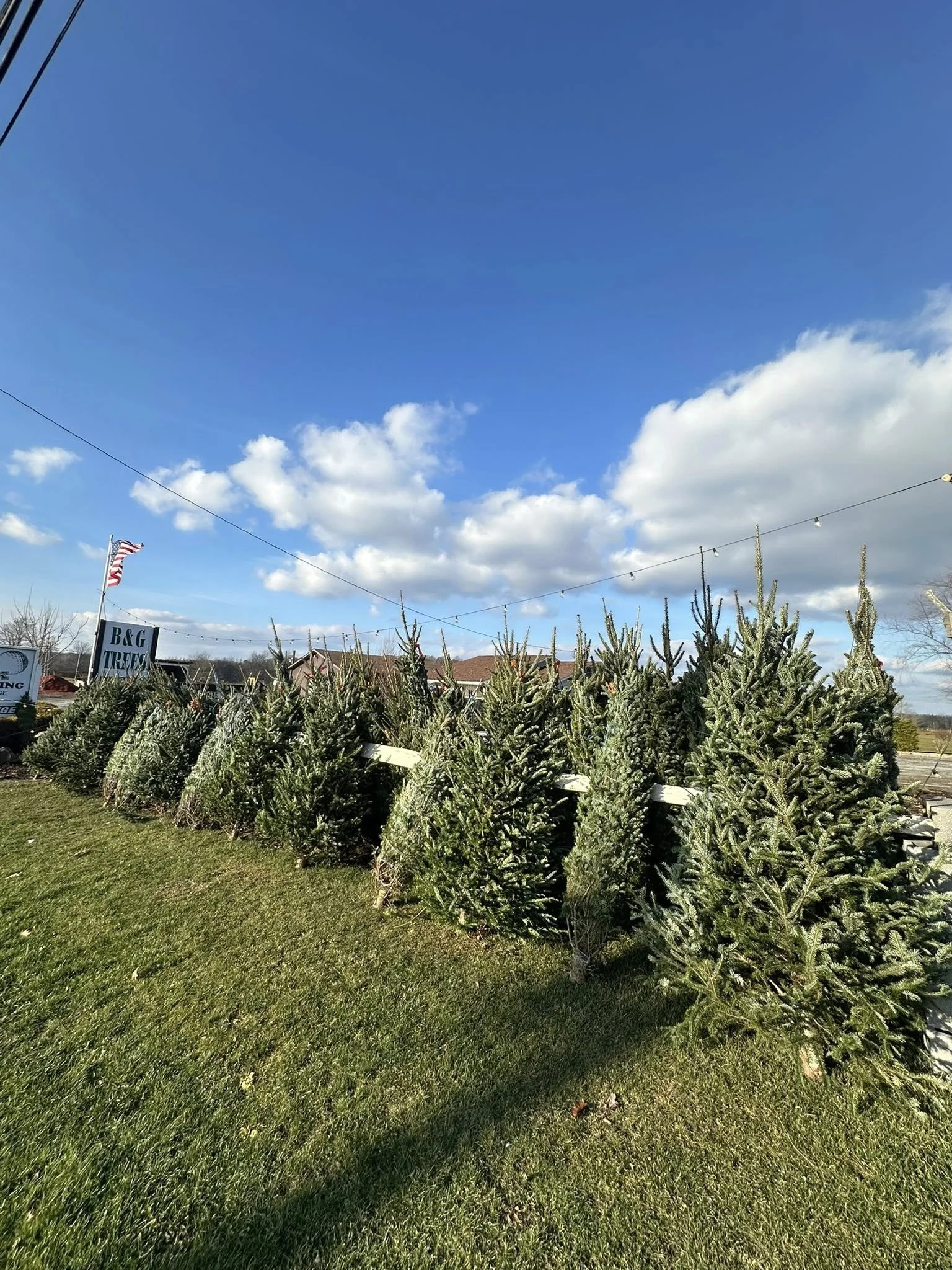christmas trees 2.jpg