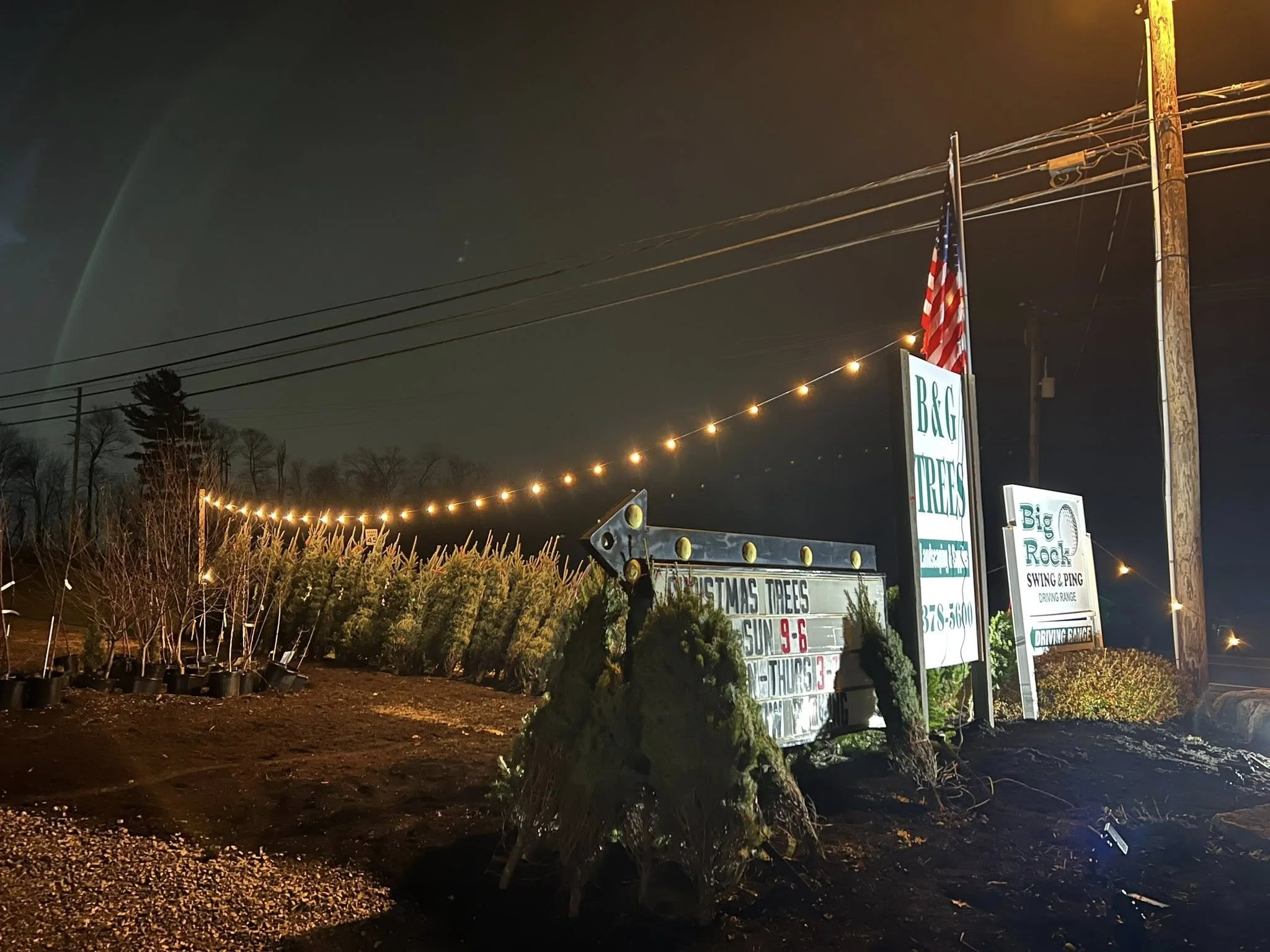 christmas trees 1.jpg