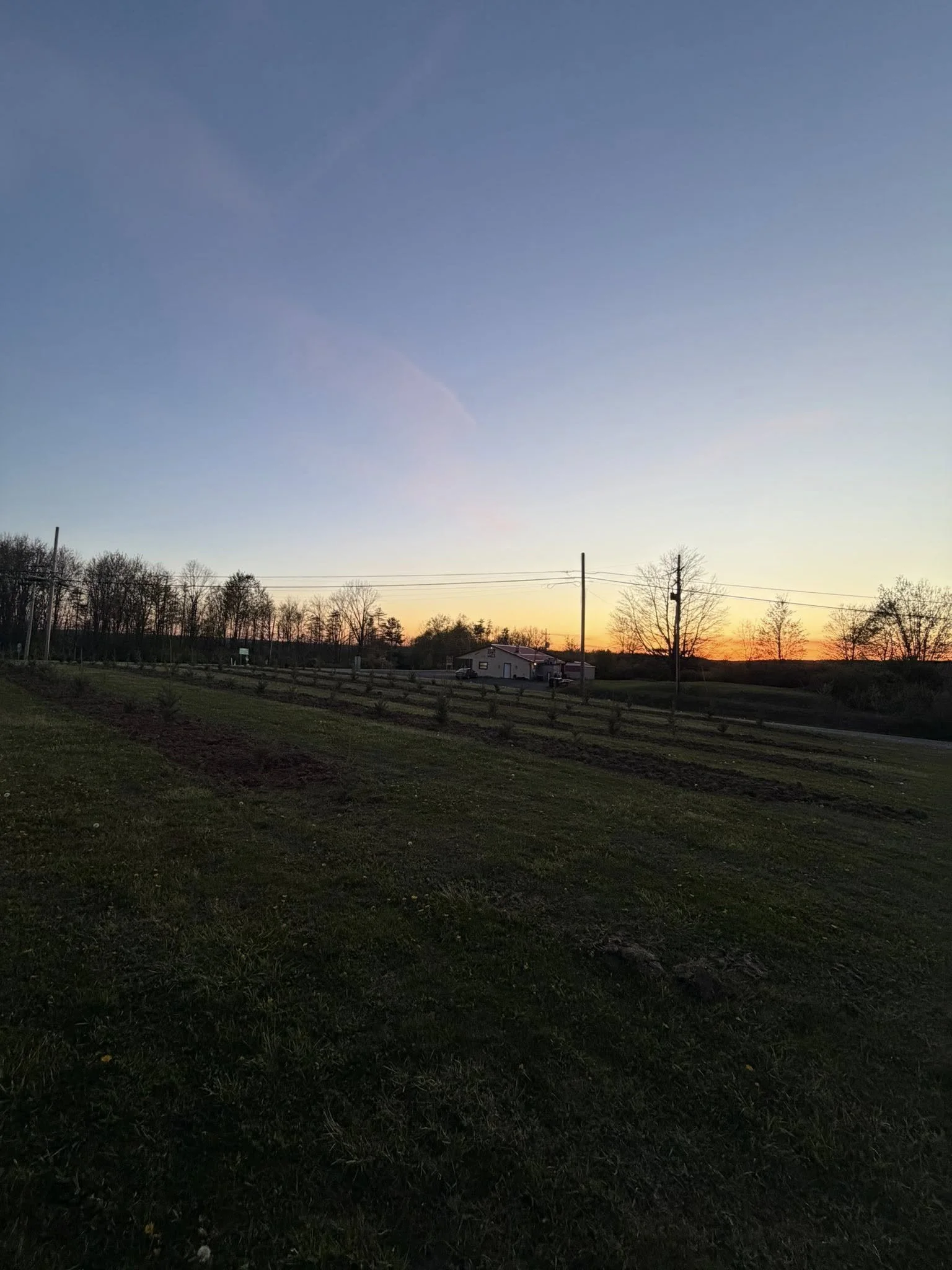 christmas trees sunset.jpg