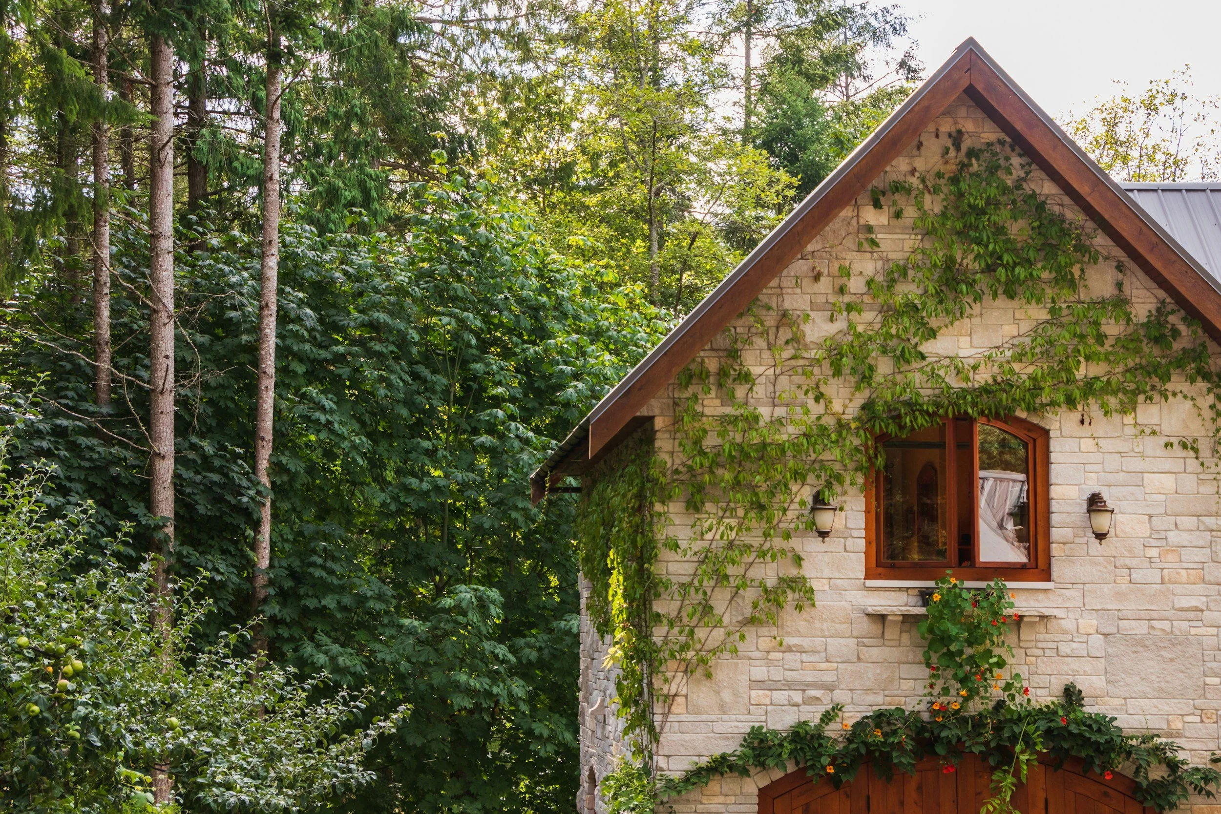 A stone house with a window and a gabled roof, surrounded by green vines and dense trees.