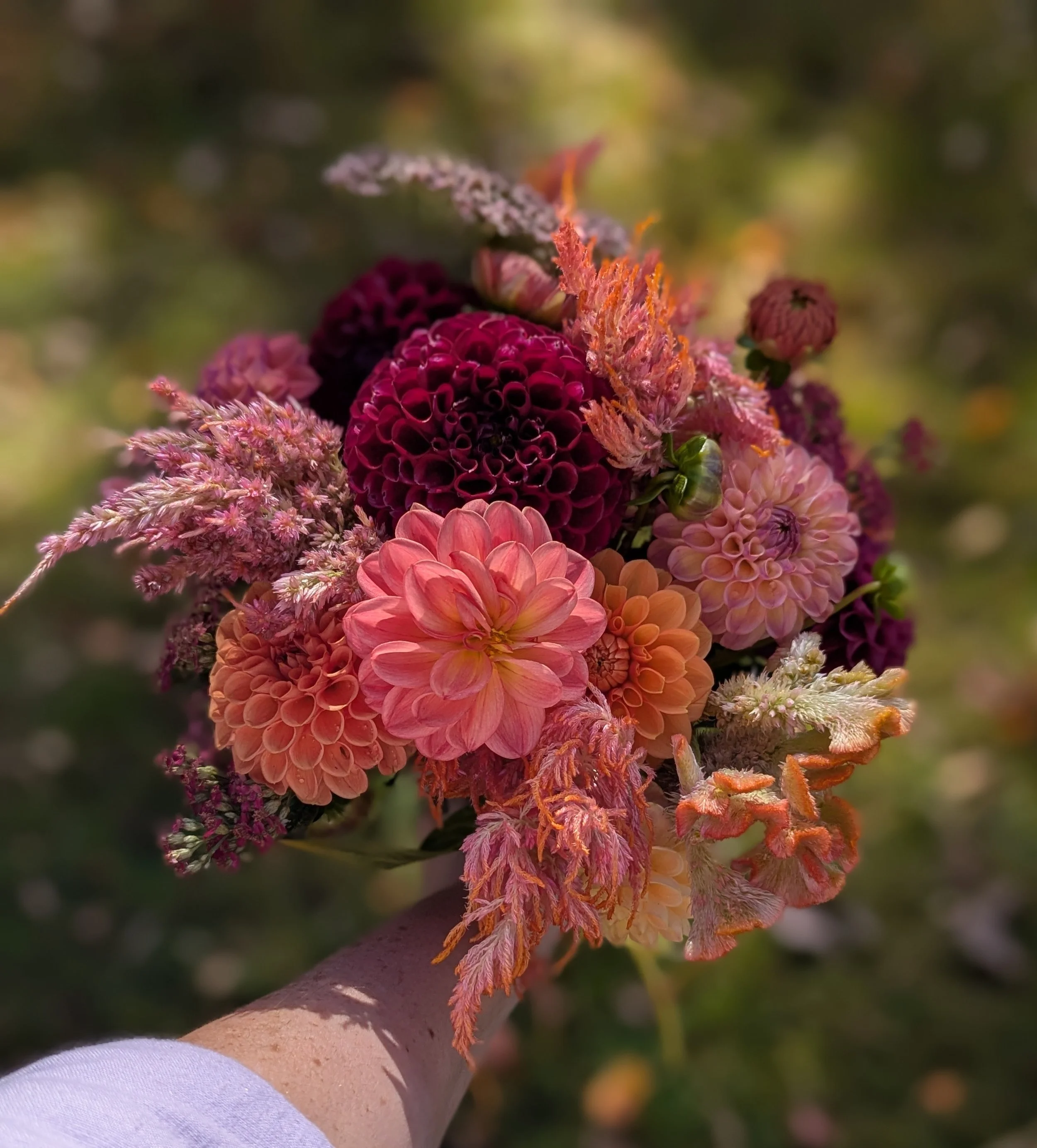 old gravity flower flowers dahlias bouquet lake ariel pennsylvania pocono farm