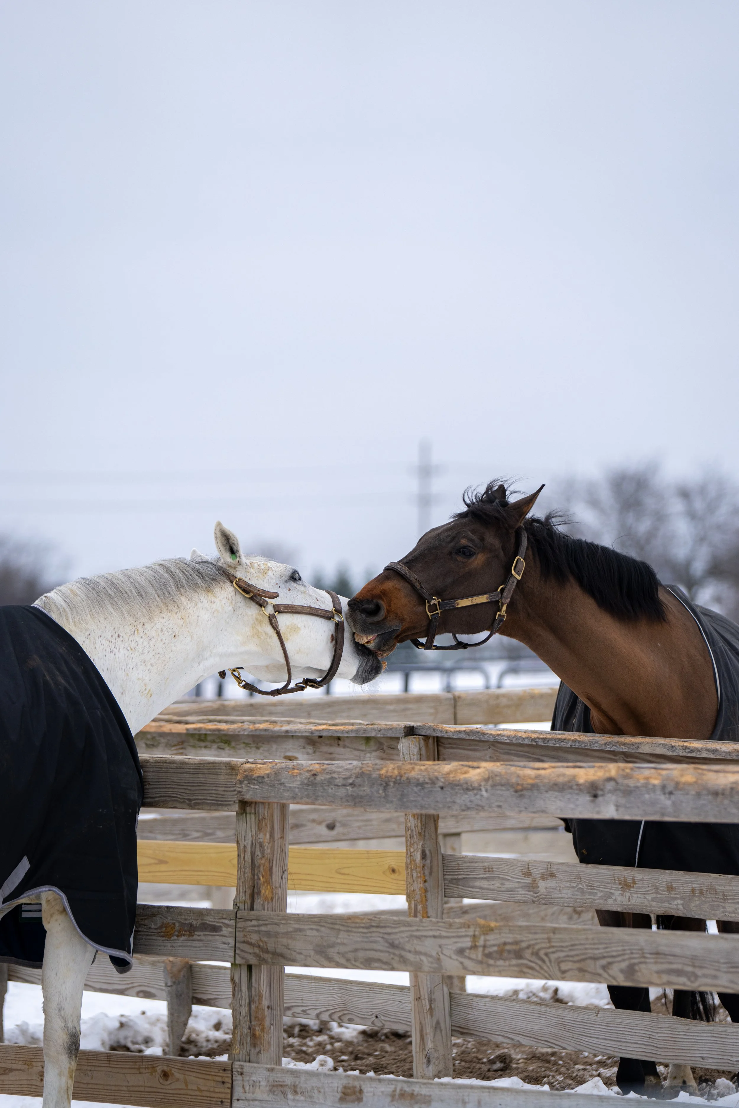 Happy horses enjoying friendship on a winter day