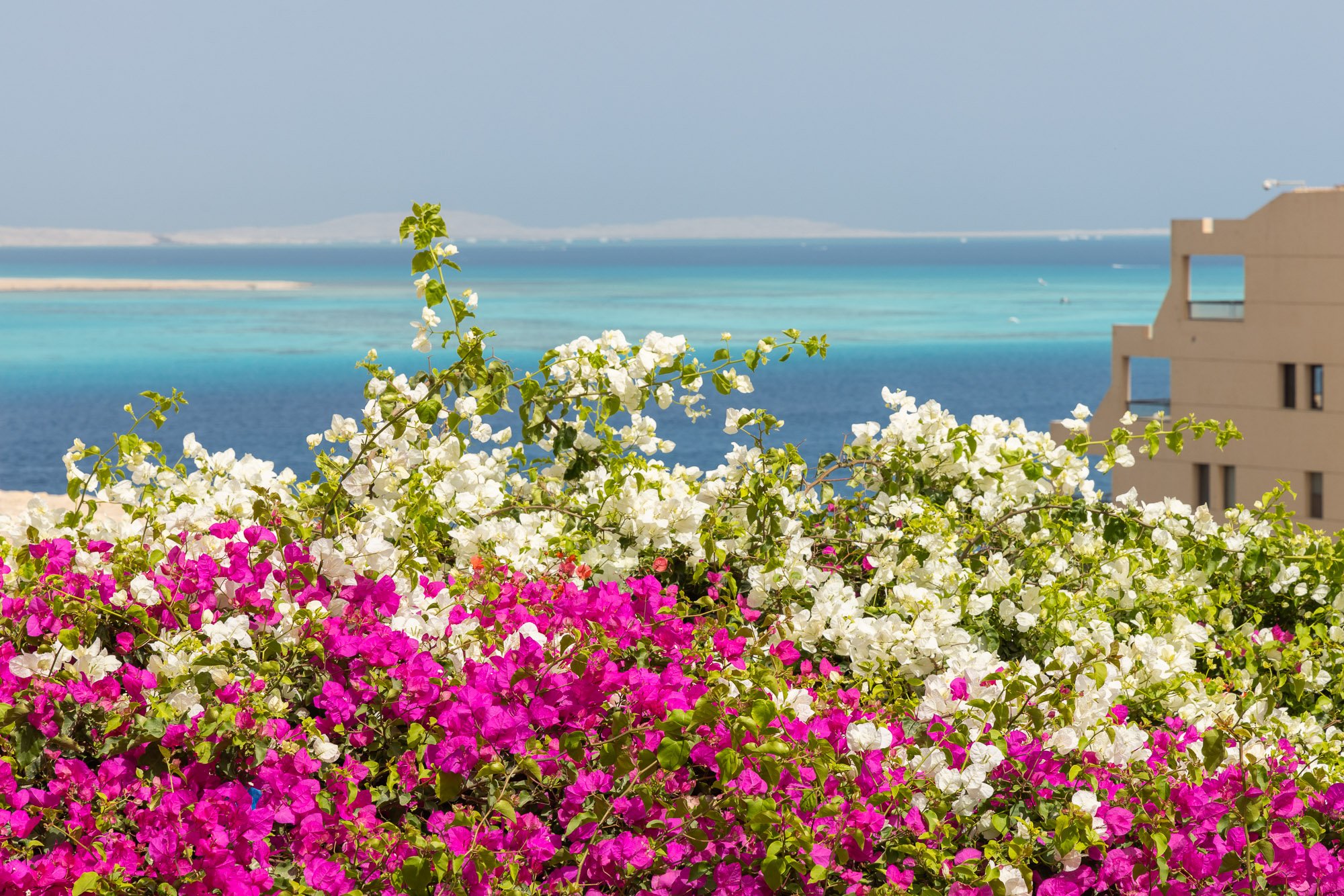 Vibrant bougainvillea flowers, magenta and white, with a coastal background, turquoise sea, and distant sandy shoreline.