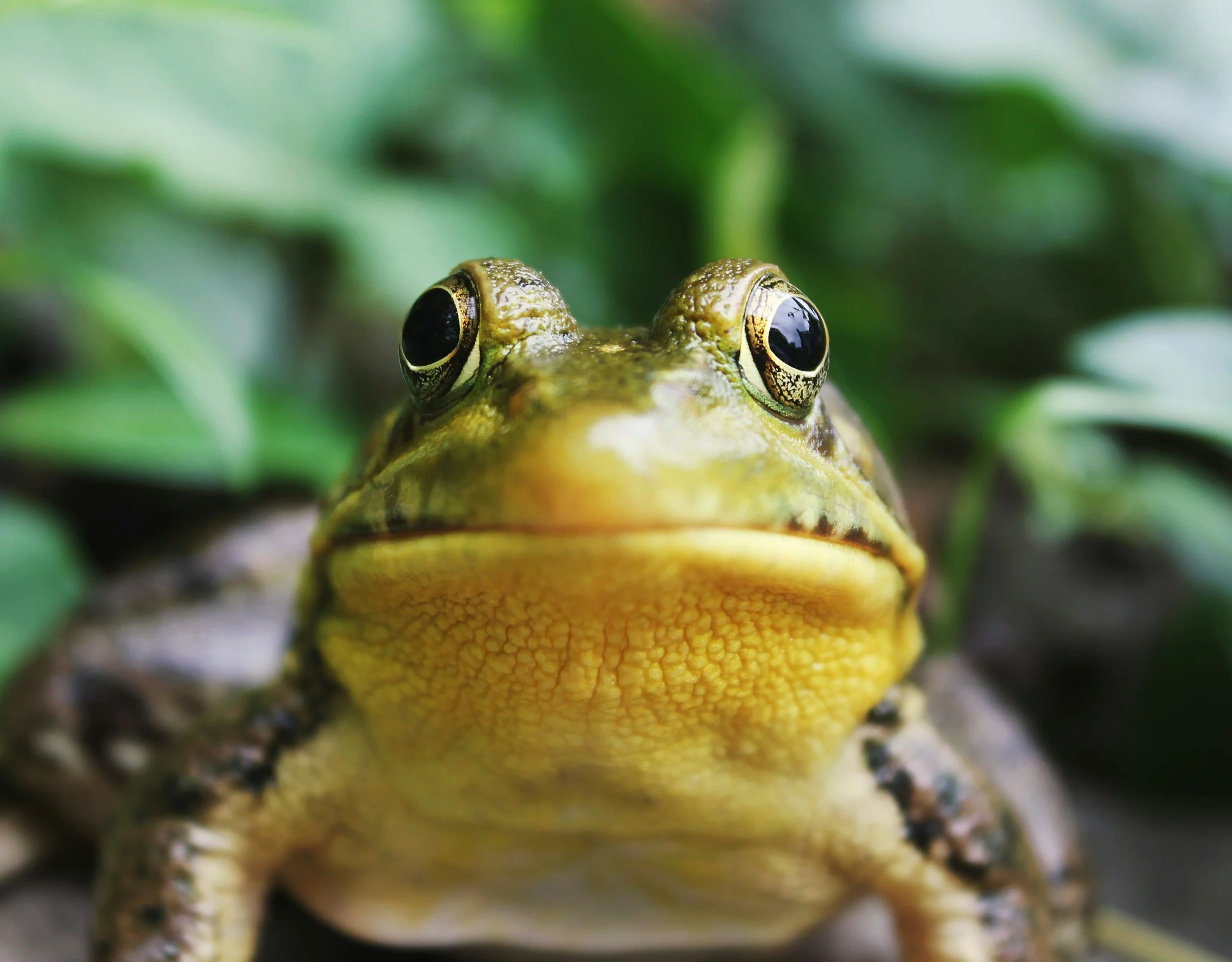 Close-up of a frog with green and yellow skin, surrounded by foliage.