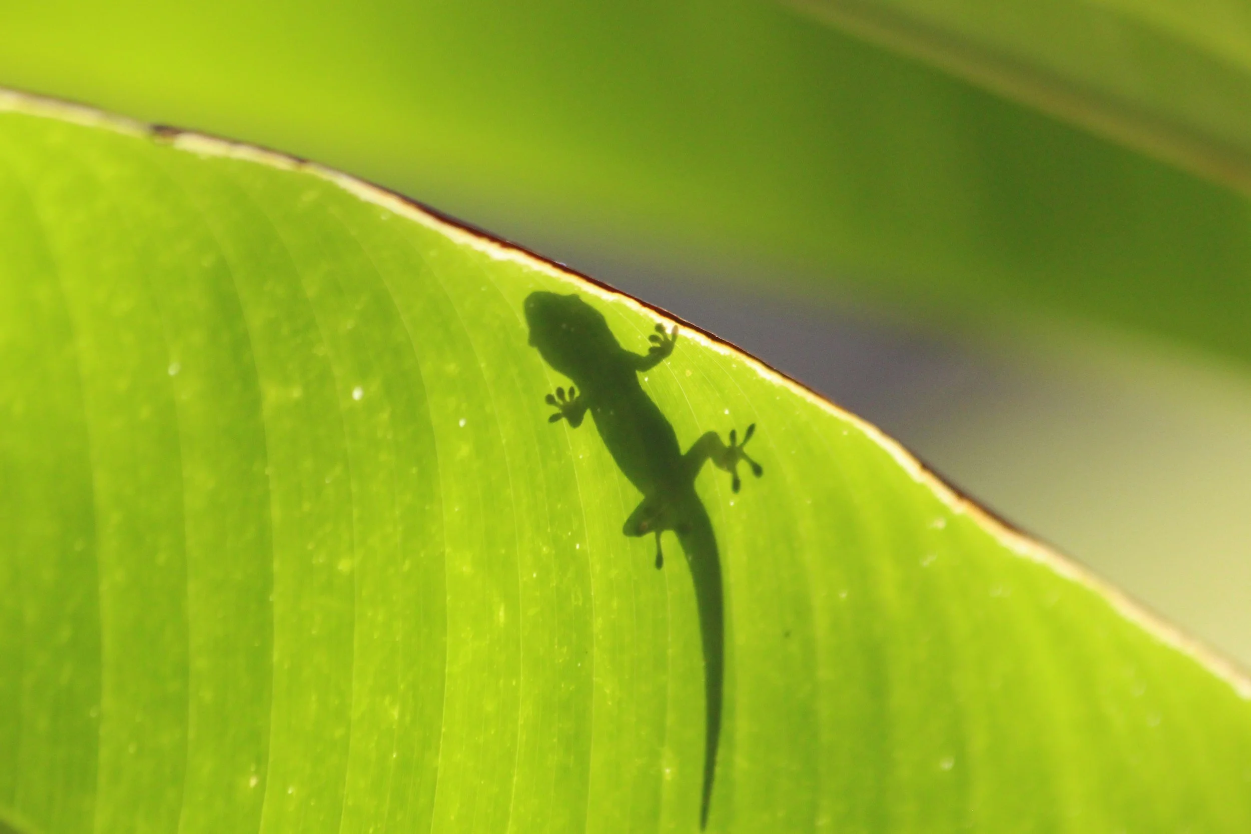 Silhouette of a lizard on a green leaf