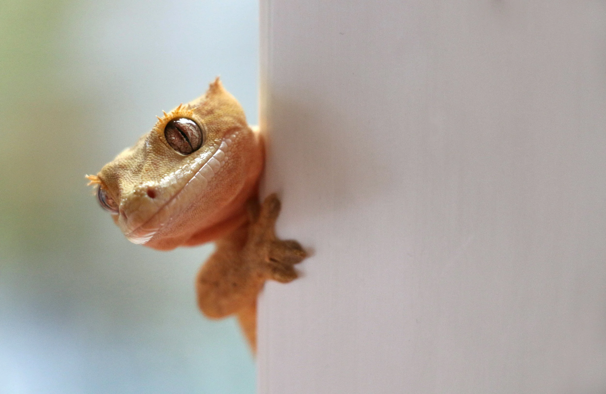 Crested gecko peeking around a white surface.