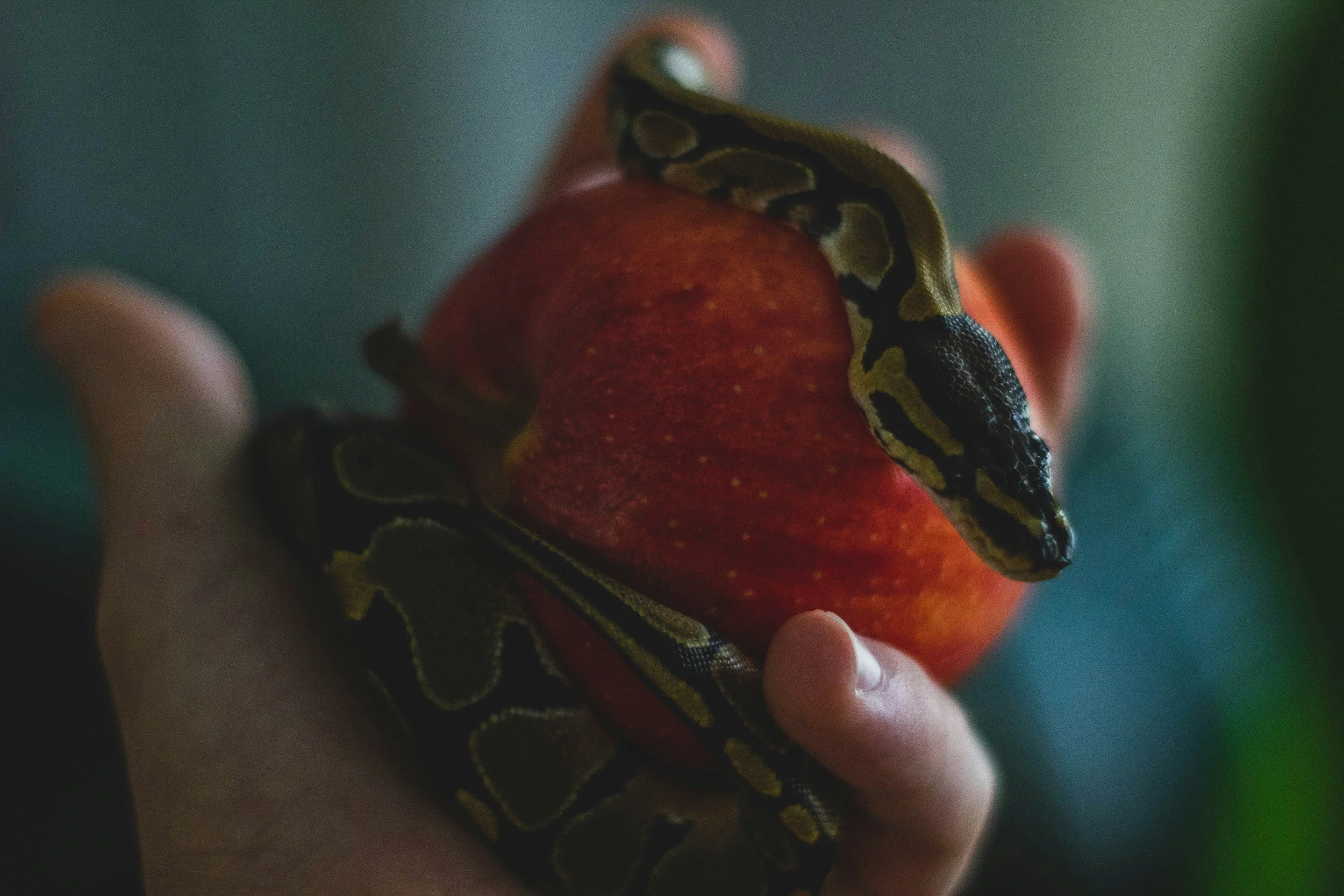 Close-up of a snake wrapped around a red apple held in a person's hand.