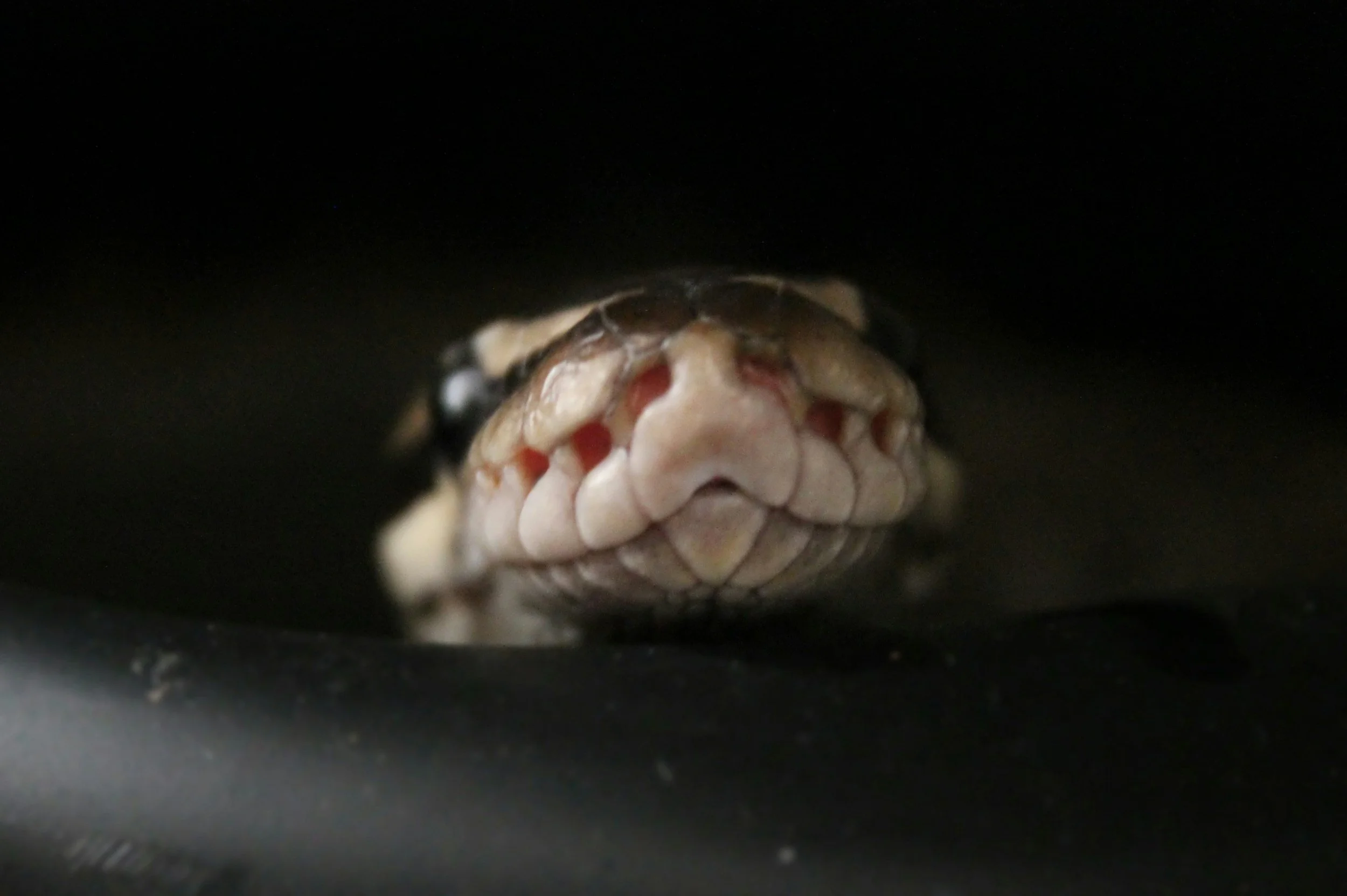 Close-up of a snake's face with visible scales and closed mouth.