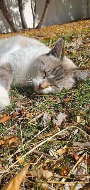 Outside Cat 1
