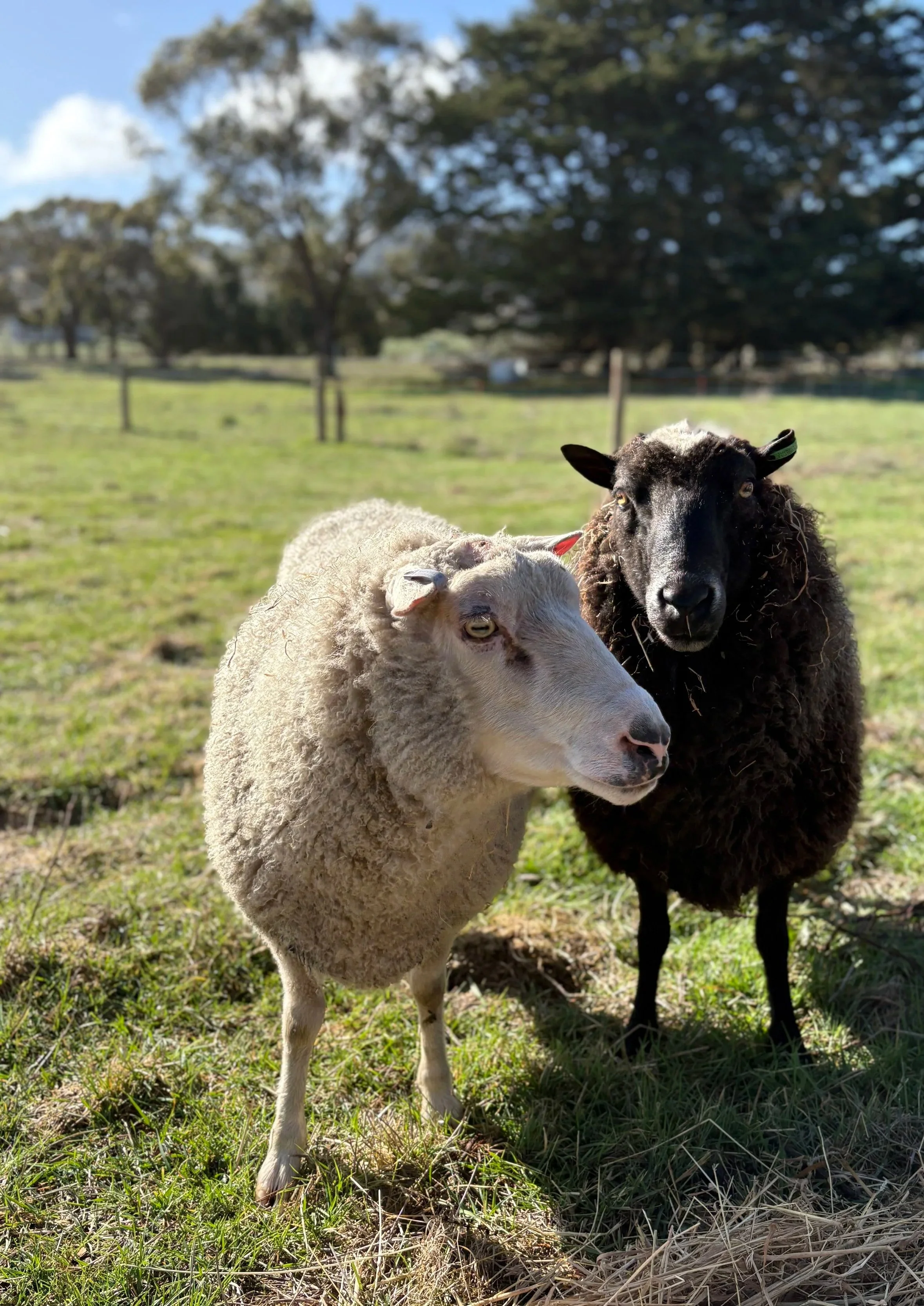A white and a black ram standing close together on a grassy field.