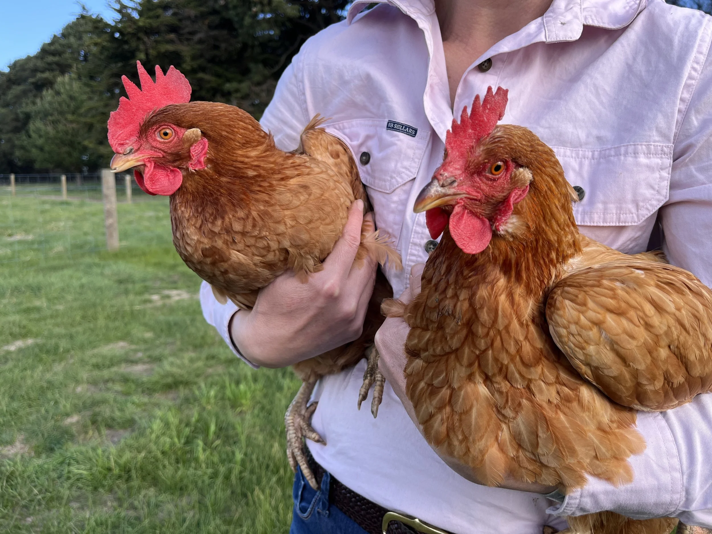 Person holding two red chickens outdoors in a grassy area with trees in the background.