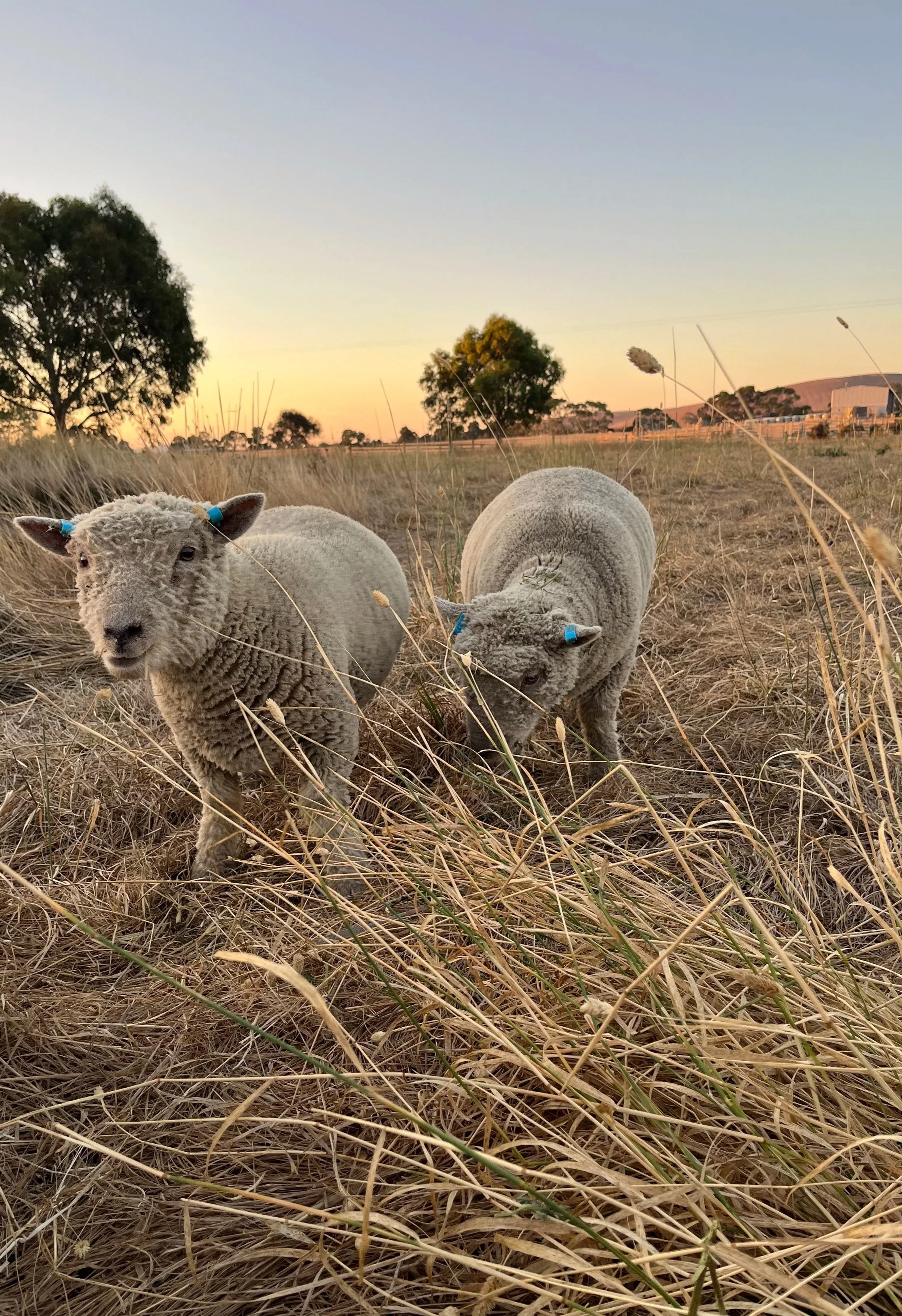 Two babydoll sheep standing in dry grass at sunset, with trees and farm buildings in the background.