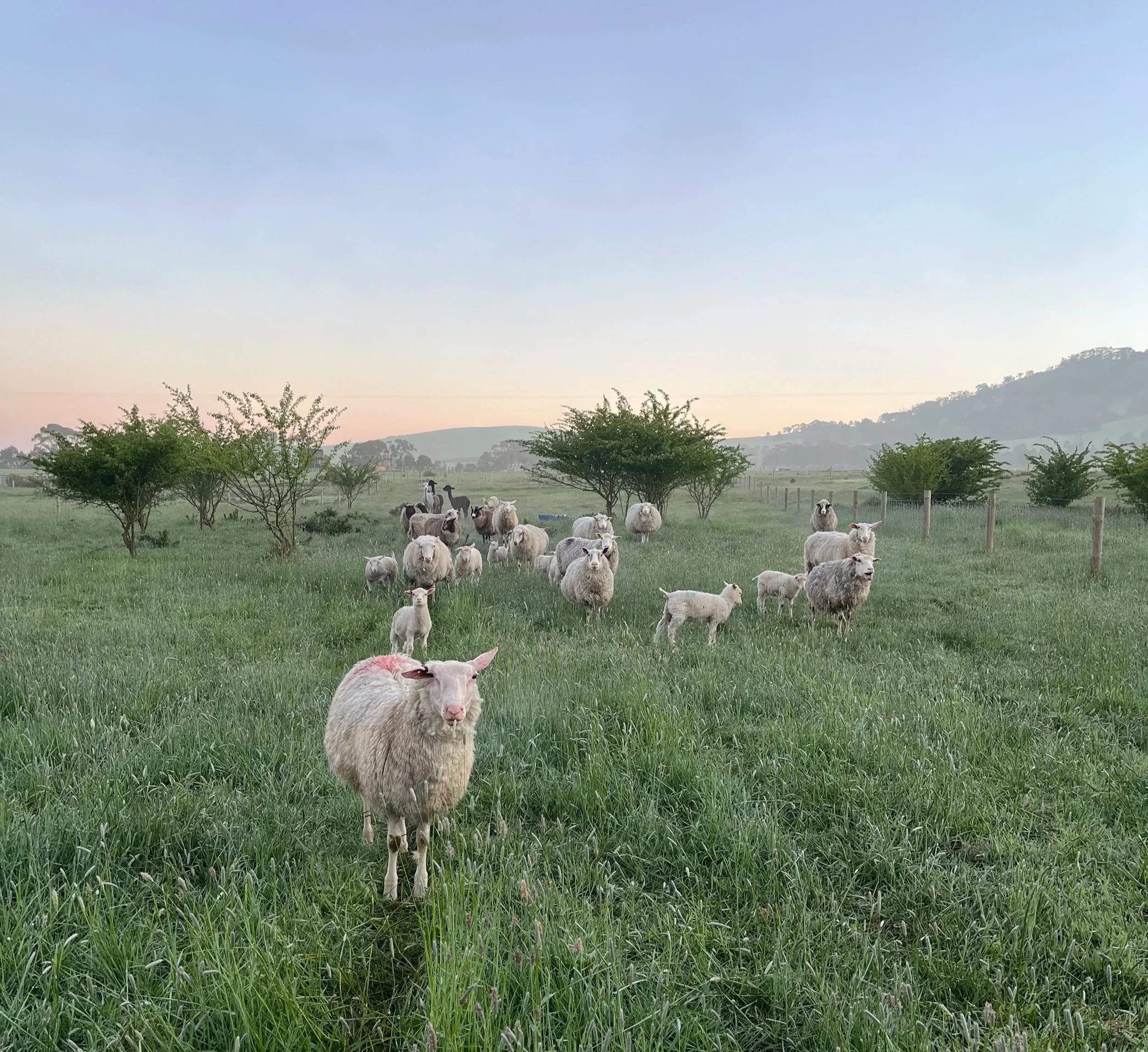 Two sheep grazing on hay outdoors at sunset or dusk, with a fence and utility pole in the background.