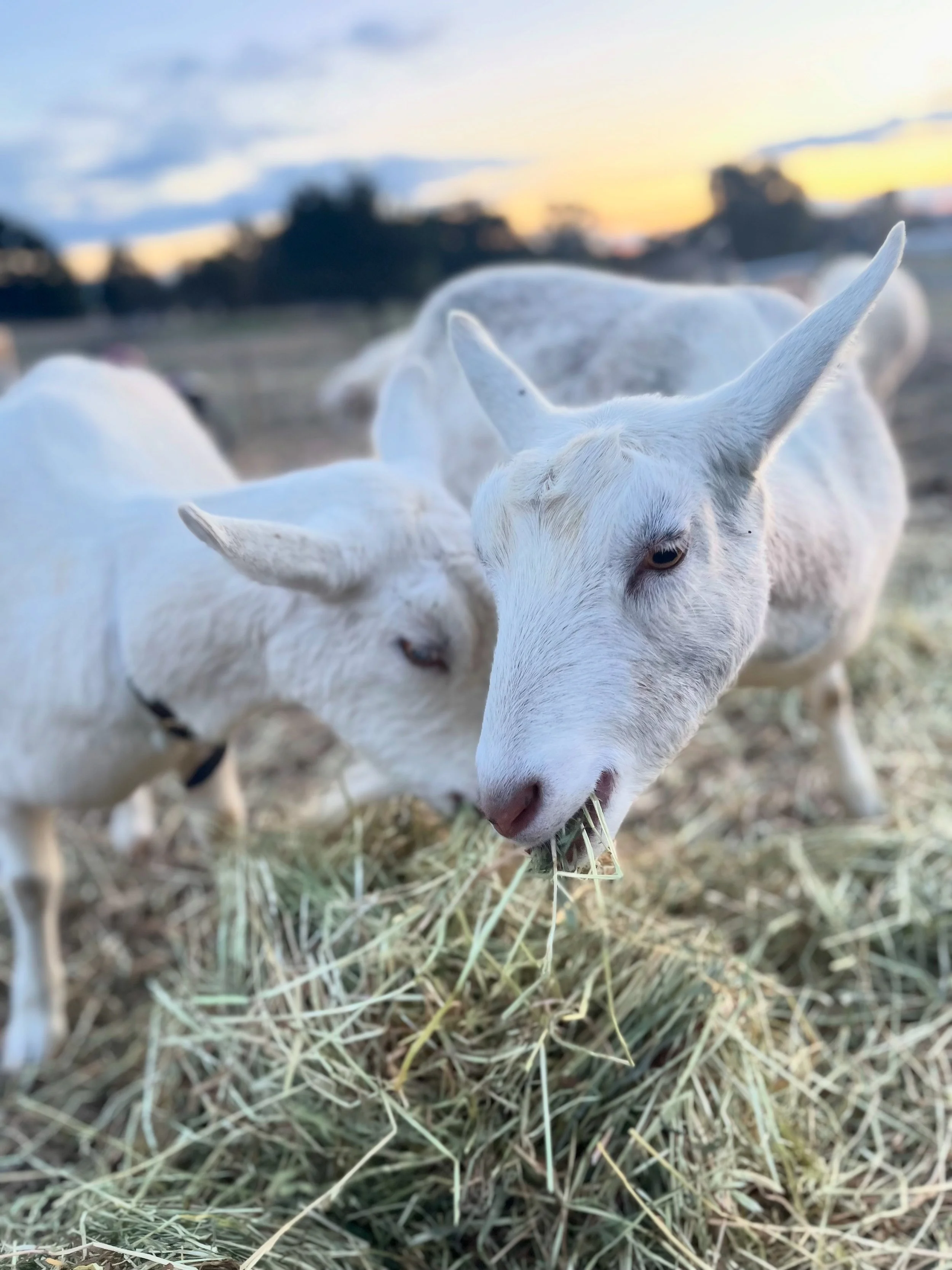 Two white goats grazing on hay with a sunset sky in the background.