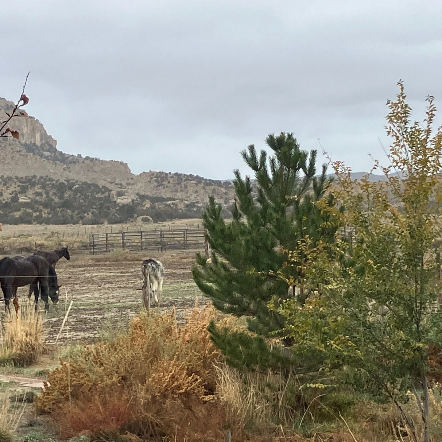 Enjoying a rainy day at home ! Call or DM for inquiries on dates!
#horseback #horsevacation #horsebackvacation #horseriding #horseexcursion
#southernutah #horseutah #horsebackutah #utahvacation #brycecanyon
#escalante #highway12