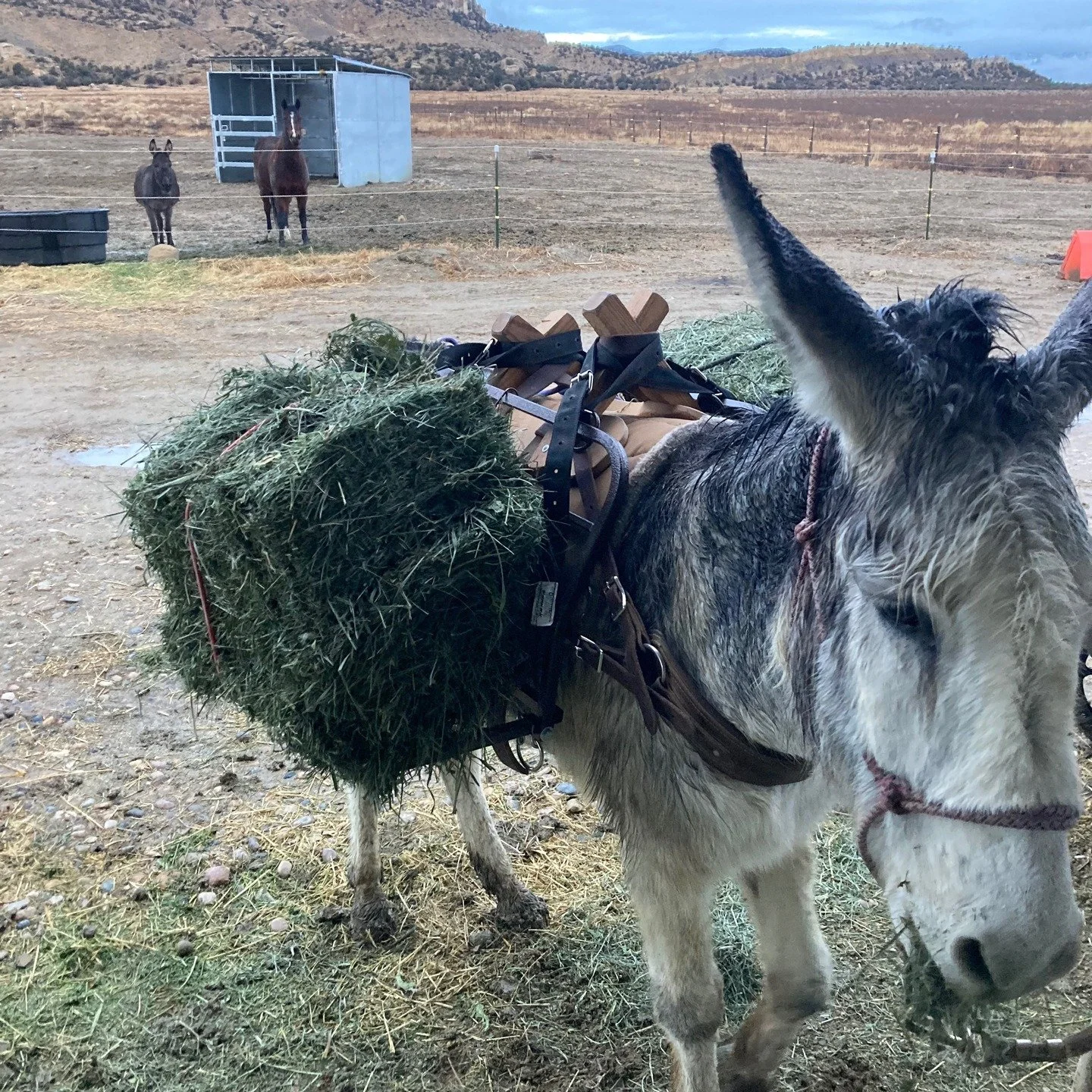 Gustavo never failed, anytime the mud was to thick for the wheelbarrow, he did his job. But you can't stop progress !! Call or DM for inquiries on dates!
#horseback #horsevacation #horsebackvacation #horseriding #horseexcursion
#southernutah #horseut