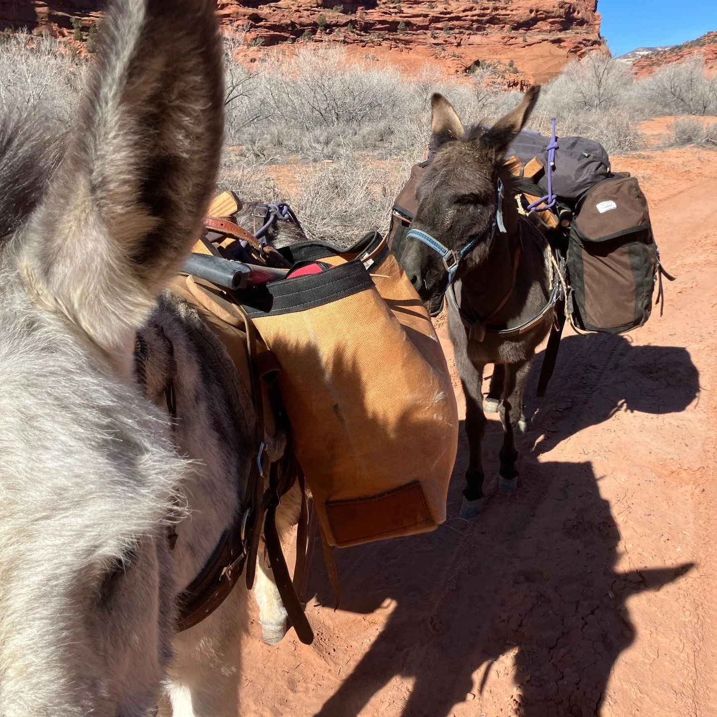 Off we go on a 4 day camping trip! Its only February, but the weather is just to tempting .Gustavo and Abby, along with canine's Coco, Disarray and Ruby. Call or DM for inquiries on dates!
#horseback #horsevacation #horsebackvacation #horseriding #ho