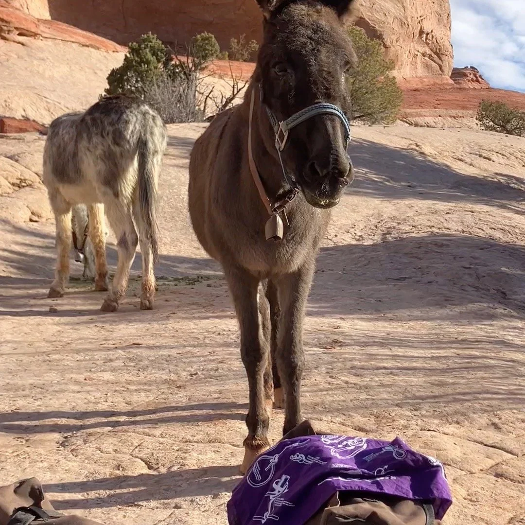 Day 2 ! Found all the routes and tanks I was looking for. Call or DM for inquiries on dates!
#horseback #horsevacation #horsebackvacation #horseriding #horseexcursion
#southernutah #horseutah #horsebackutah #utahvacation #brycecanyon
#escalante #high
