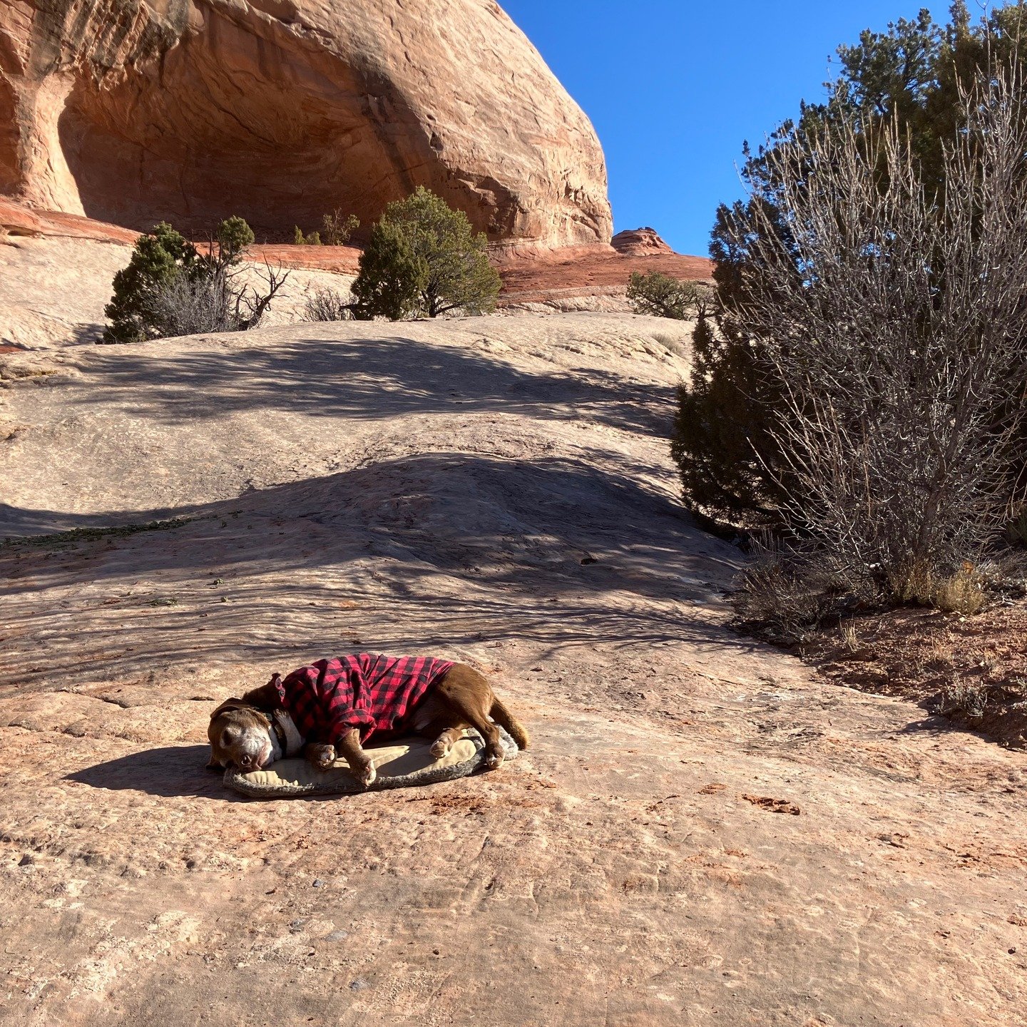 Day 3 ! Coco is fine, just warming up his old bones in the morning sunshine ! Call or DM for inquiries on dates!
#horseback #horsevacation #horsebackvacation #horseriding #horseexcursion
#southernutah #horseutah #horsebackutah #utahvacation #brycecan