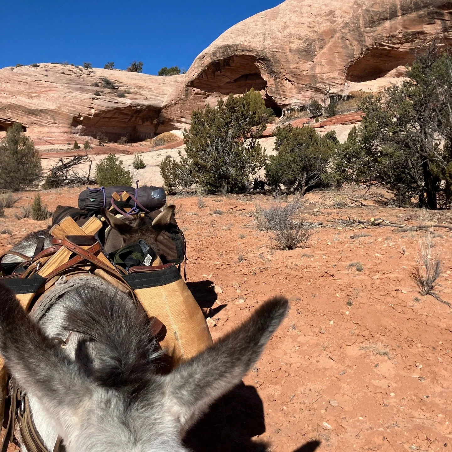 Day 4, time to head home. I connected lots of dots, but as always, there is so much more to learn and explore, and I can't wait to head out again soon. Call or DM for inquiries on dates!
#horseback #horsevacation #horsebackvacation #horseriding #hors