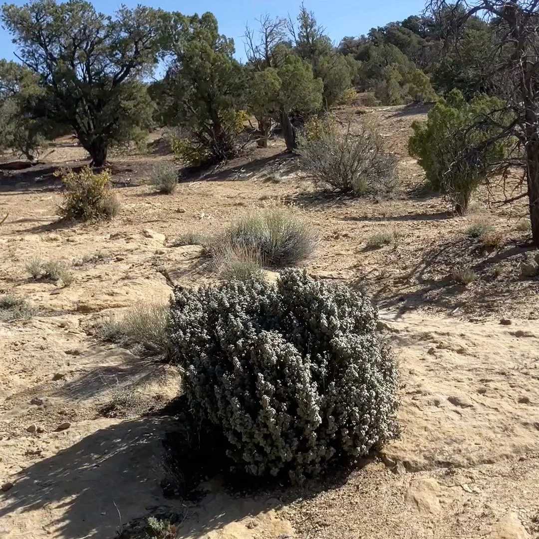 Spring is here ! 2026 season has started, will run till the end of November. This is for one or two riders only, or bring your own horses and stay on location. Call or DM for inquiries on dates!
#horseback #horsevacation #horsebackvacation #horseridi