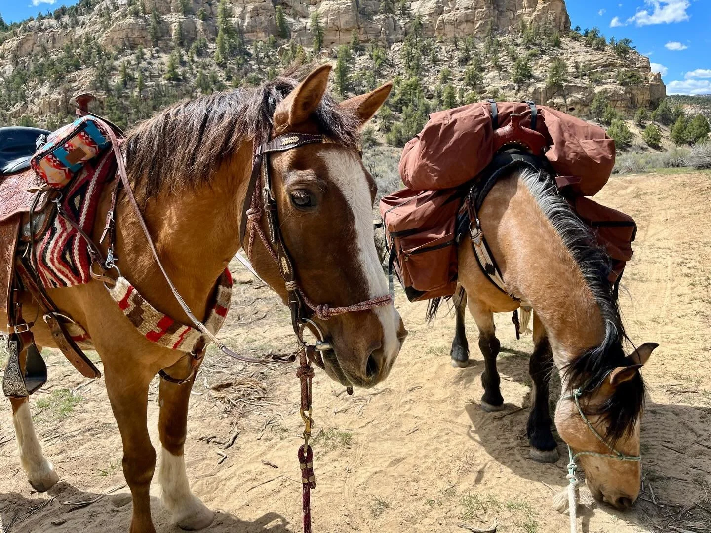 Day 3, settling into a routine, happy horses, tired dogs, more ice in the water buckets!  Call or DM for inquiries on dates!
#horseback #horsevacation #horsebackvacation #horseriding #horseexcursion
southernutah horseutah horsebackutah utahvacation b