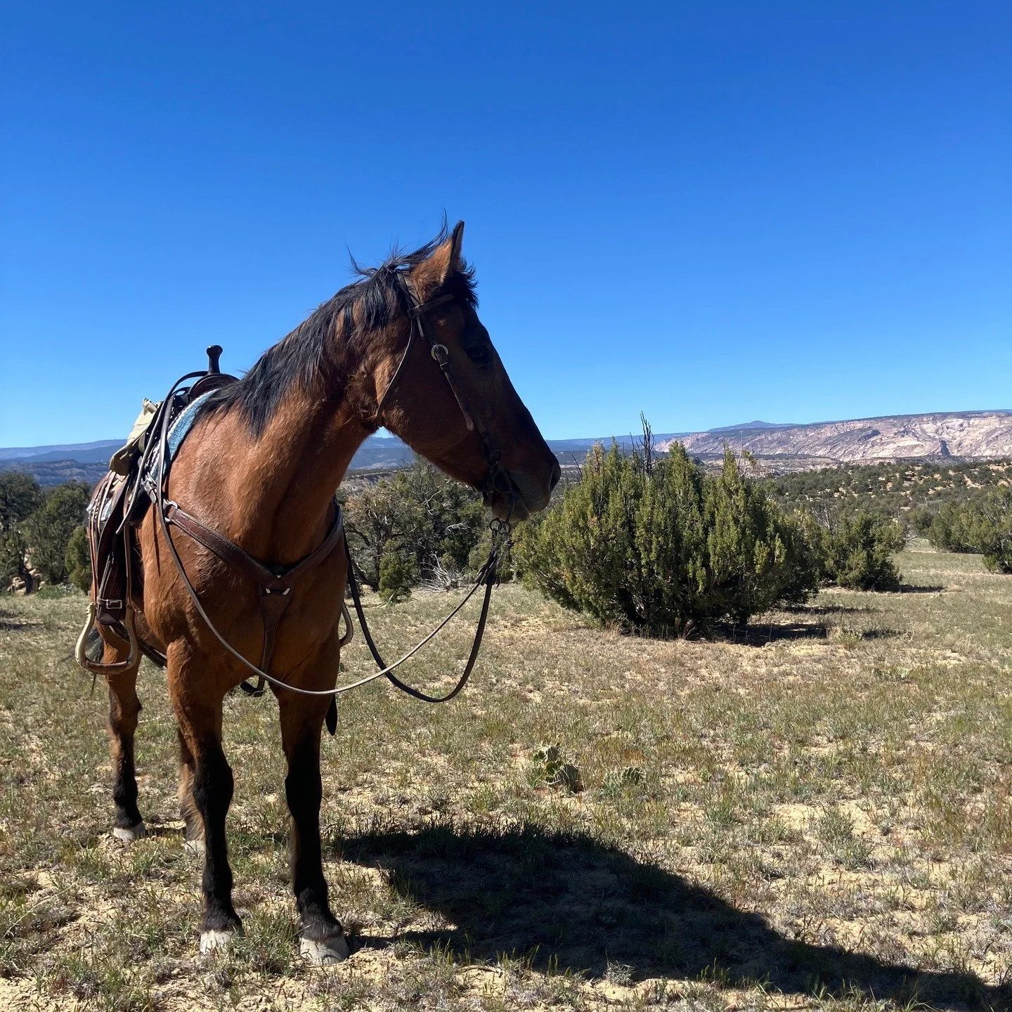 Buddy on a wildflower ride ! Sego lilies, Prince's plumes and many more ! Call or DM for inquiries on dates!
#horseback #horsevacation #horsebackvacation #horseriding #horseexcursion
#southernutah #horseutah #horsebackutah #utahvacation #brycecanyon
