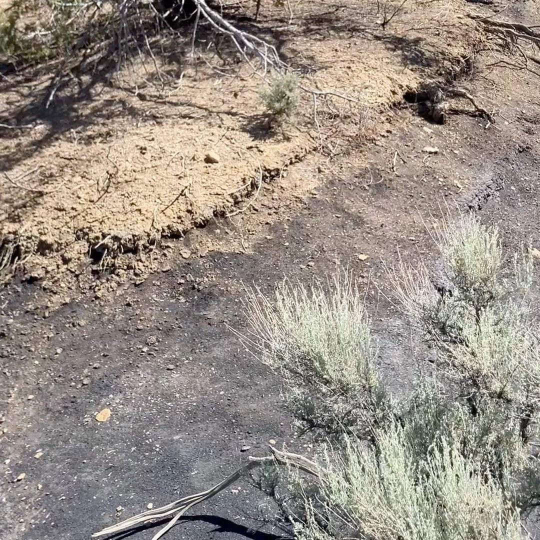 typical conditioning ride out the back gate ! Call or DM for inquiries on dates!
#horseback #horsevacation #horsebackvacation #horseriding #horseexcursion
#southernutah #horseutah #horsebackutah #utahvacation #brycecanyon
#escalante #highway12