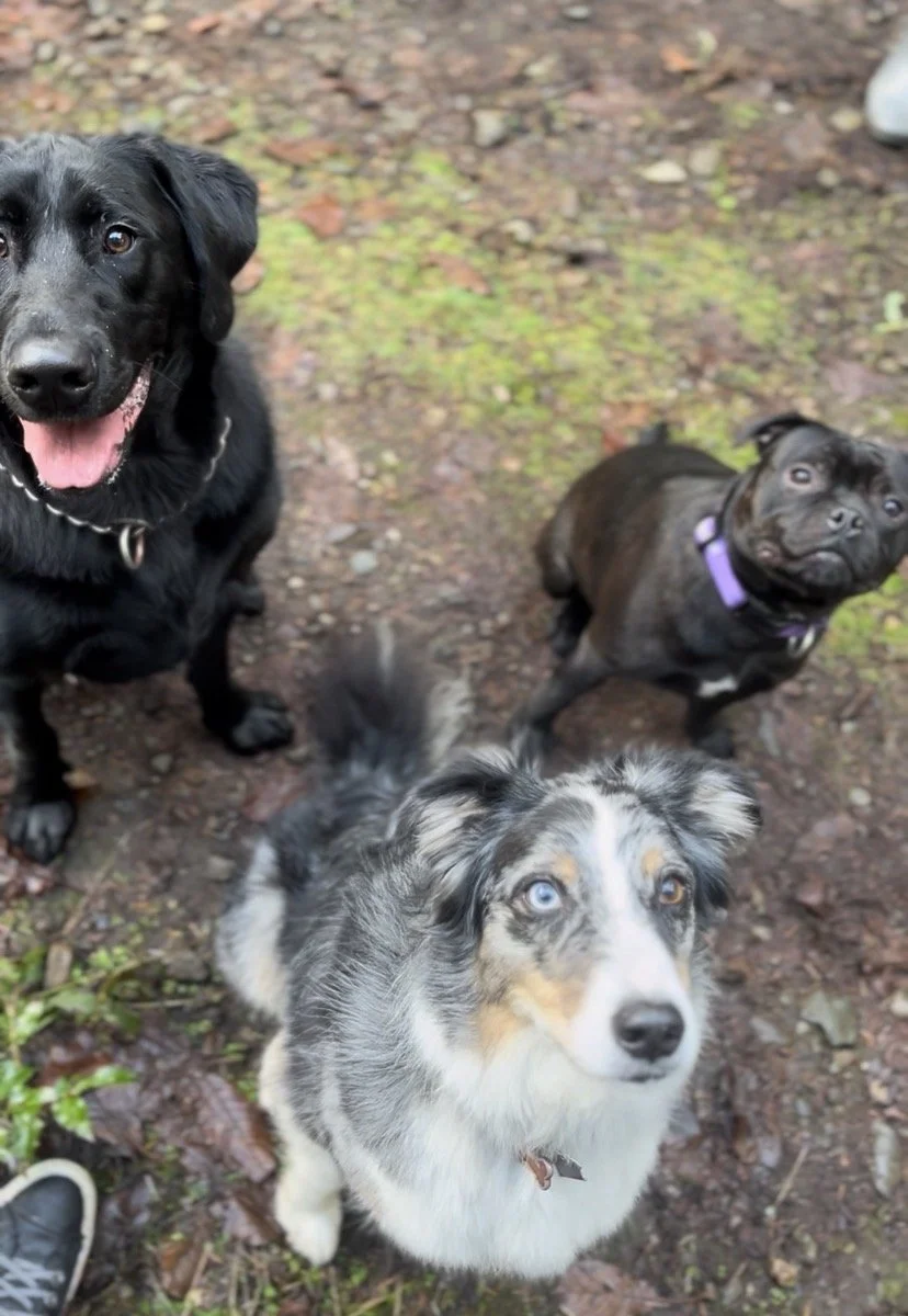 Pack hike with Porter, Tilly, and Goose 