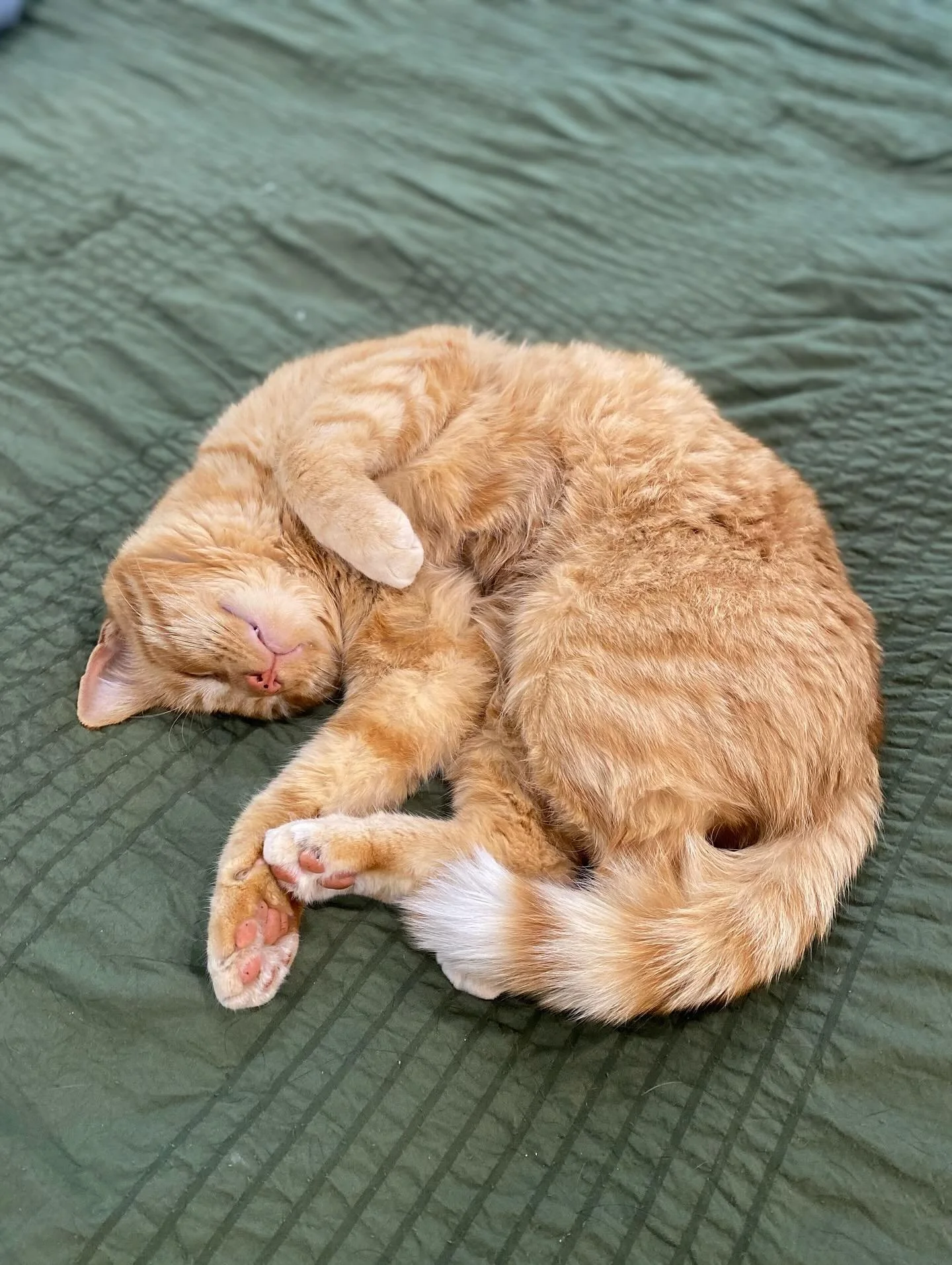 Where I&rsquo;d rather be&hellip; 😴💤🐈🙃🧡

 #PetCareLife #ChillWithCats #CatJoy #nanaimo #petcare #furryfriends #nanaimopetcare #petsitting #inhomepetcare #pawsandcuddles #petservices #happypets #lifewithpets #orangetabby #catsofinstagram
