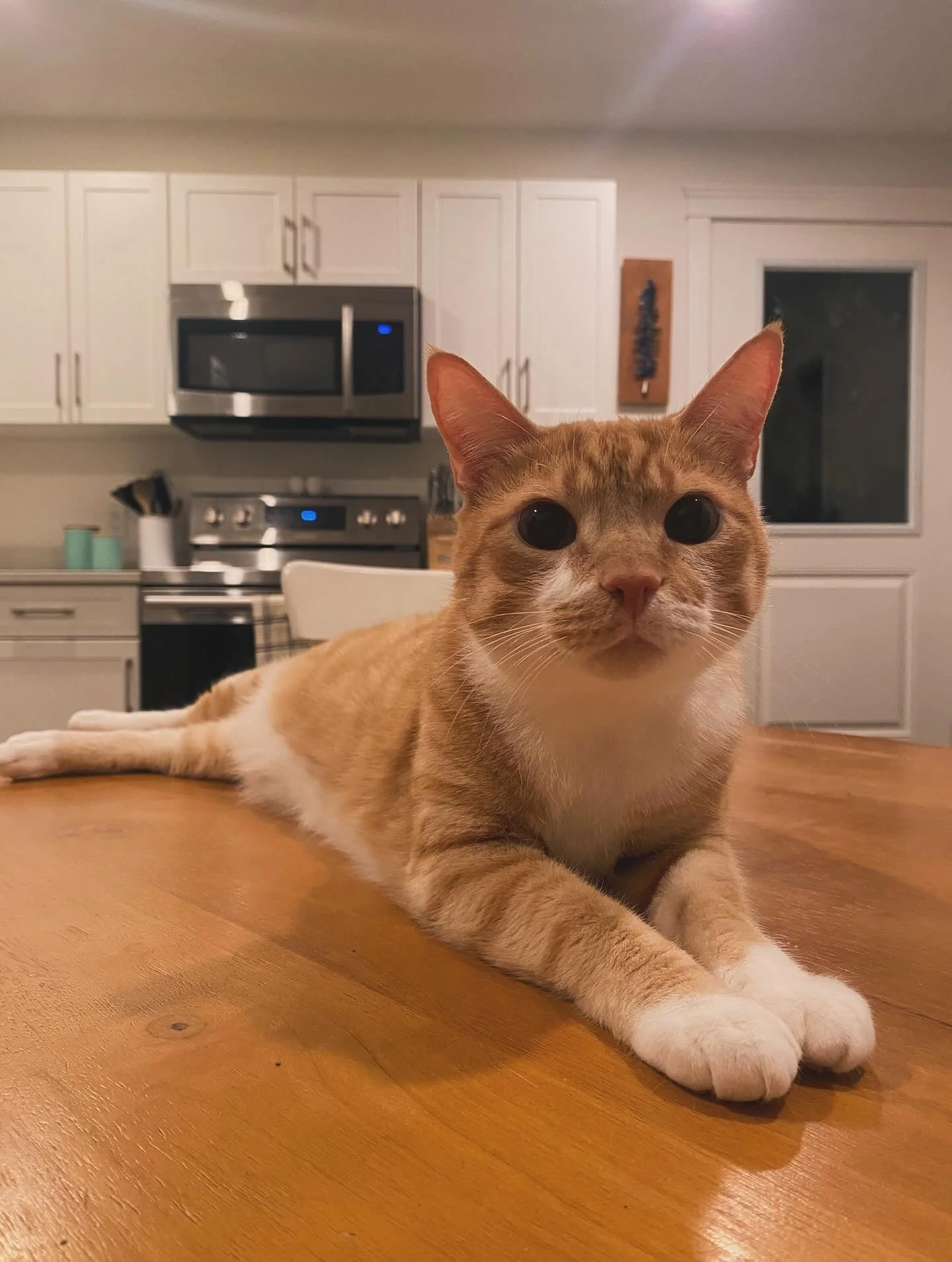Sweet little Ollie boy 🥹🧡

#nanaimo #petcare #furryfriends #nanaimopetcare #petsitting #inhomepetcare #pawsandcuddles #petservices #happypets #lifewithpets #kittens #catsofinstagram #orangetabby #orangecat #catsittingservice