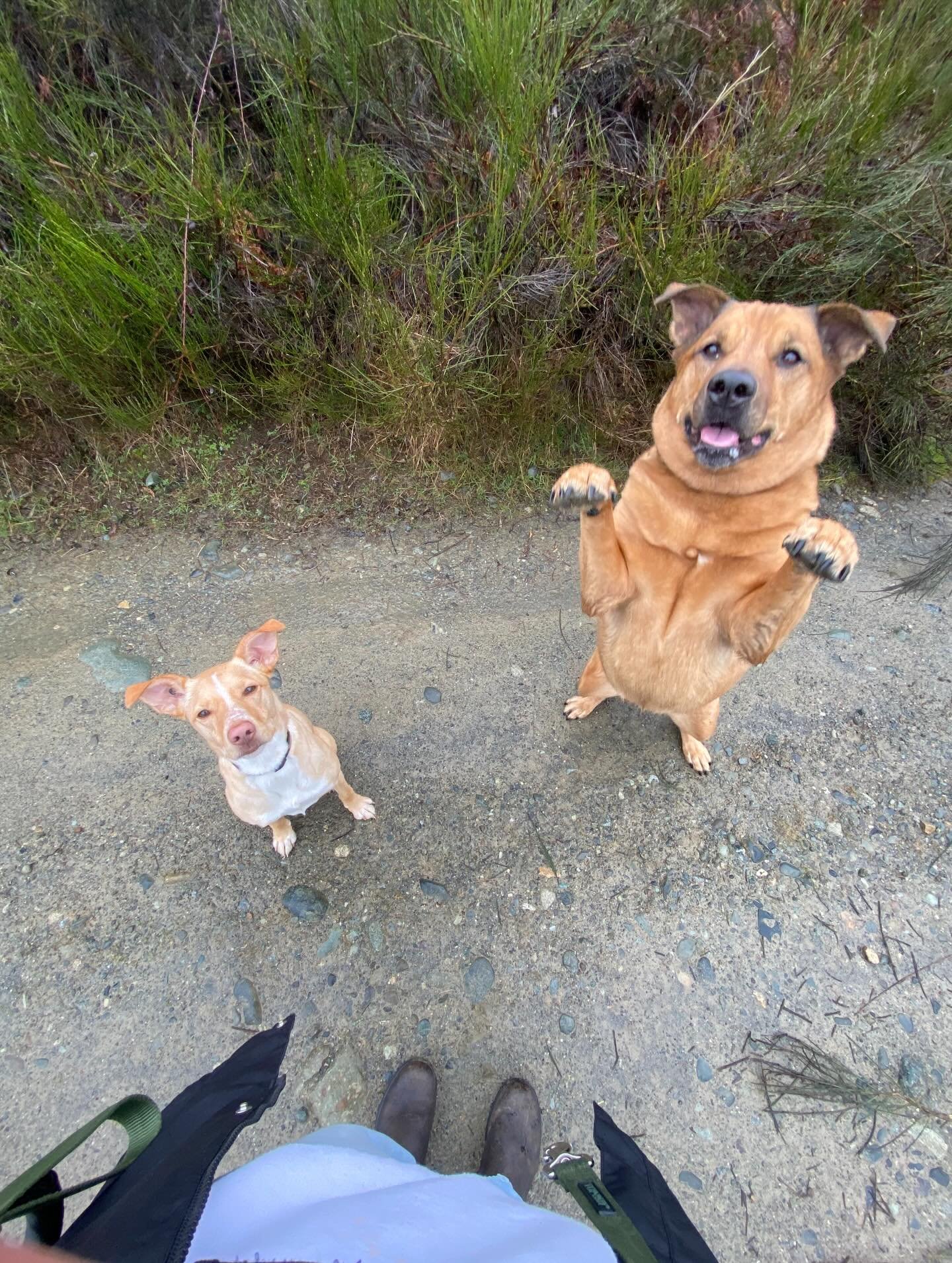 Fun times with Hadley and Cash 🧡

#petcareservices #dogsofinstagram #dogwalking #petsitting #nanaimo
