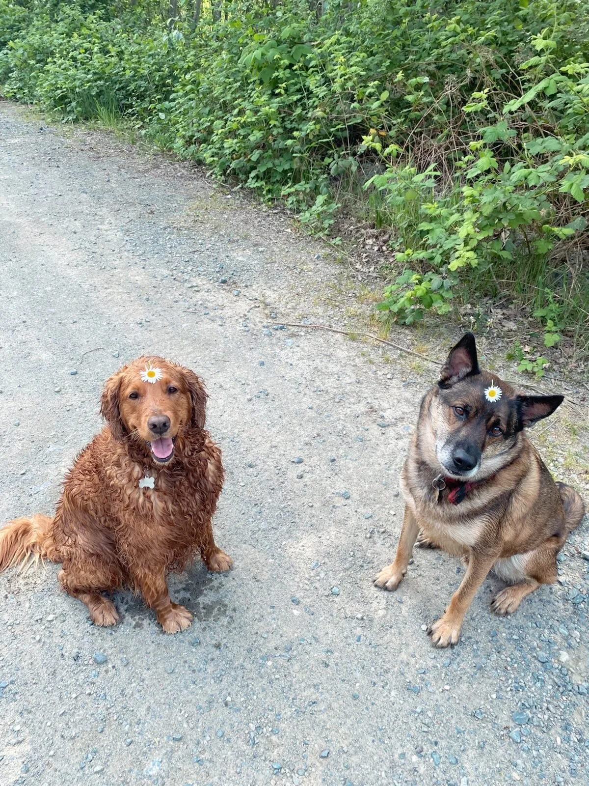 🌼🐕&zwj;🦺 PEPPER 🌼 MISHA 🐕🌼

#dogwalking #nanaimo #daisies #petcare #nanaimodogwalking