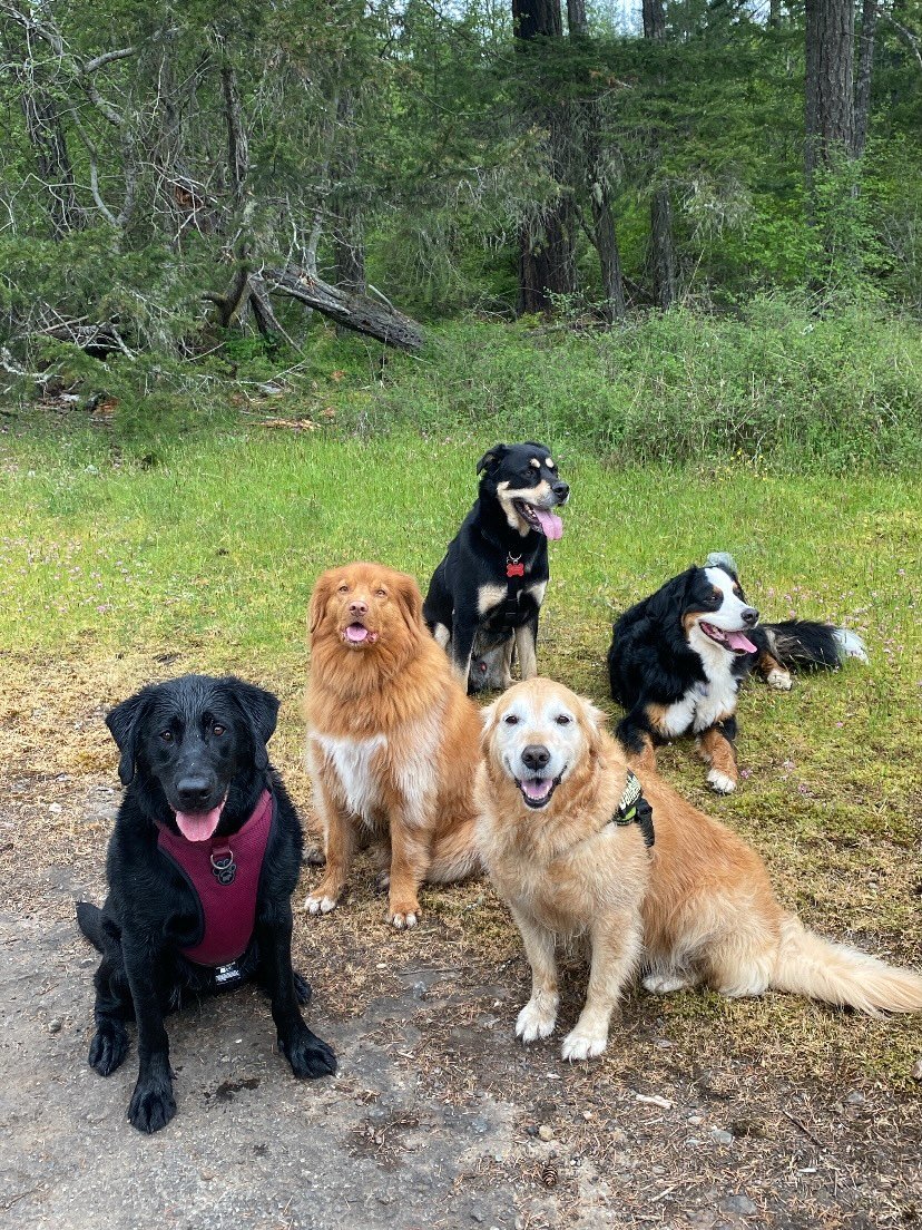 Love my little stinky babies 🧡🐶

Weekly off leash pack walks do more than just burn energy, they give dogs the chance to socialize, explore, sniff, and learn as a group 🐾

Dogs are naturally social animals, and walking together in a fun, structure