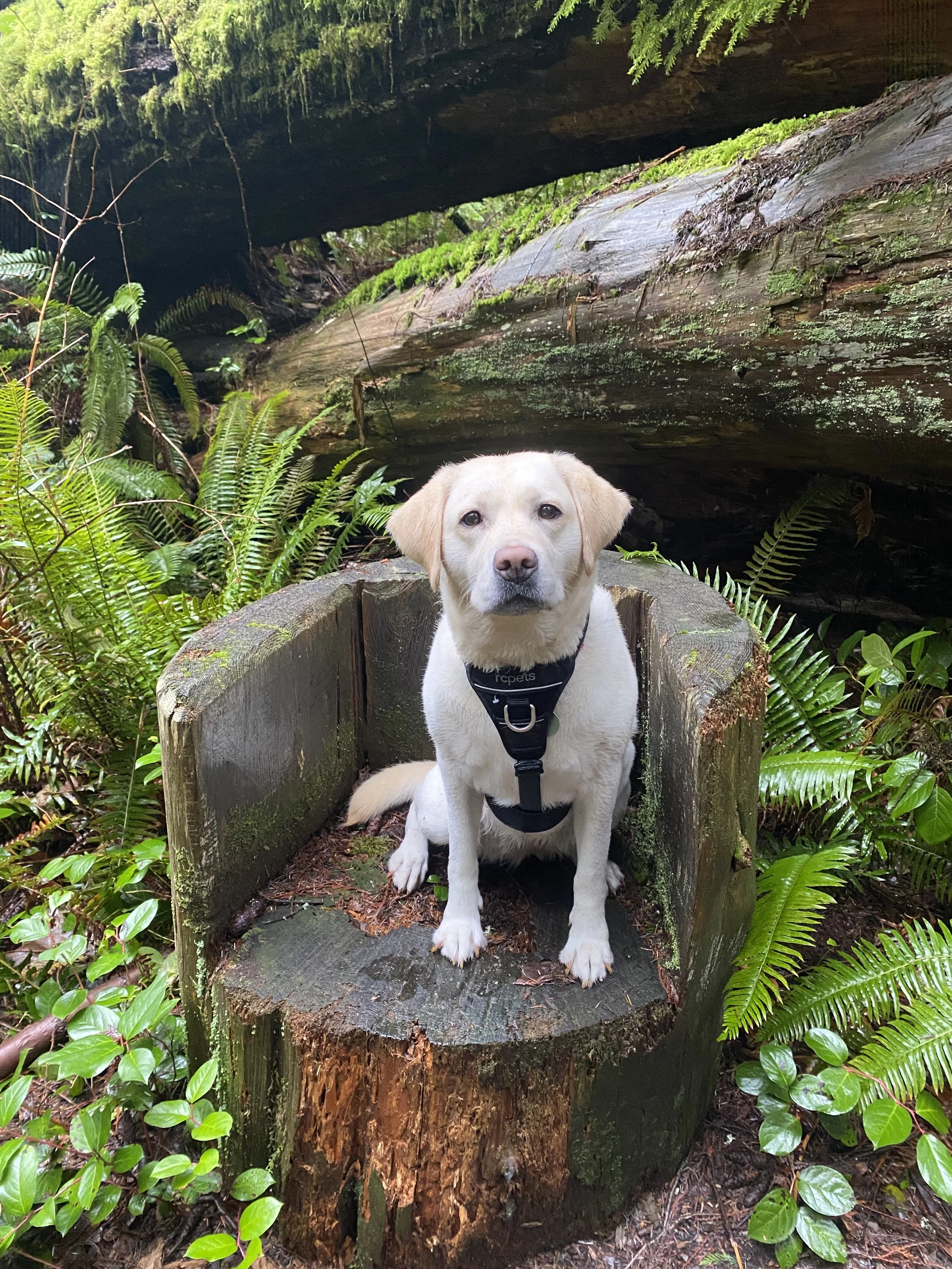 Frankie - off leash solo dog hike 