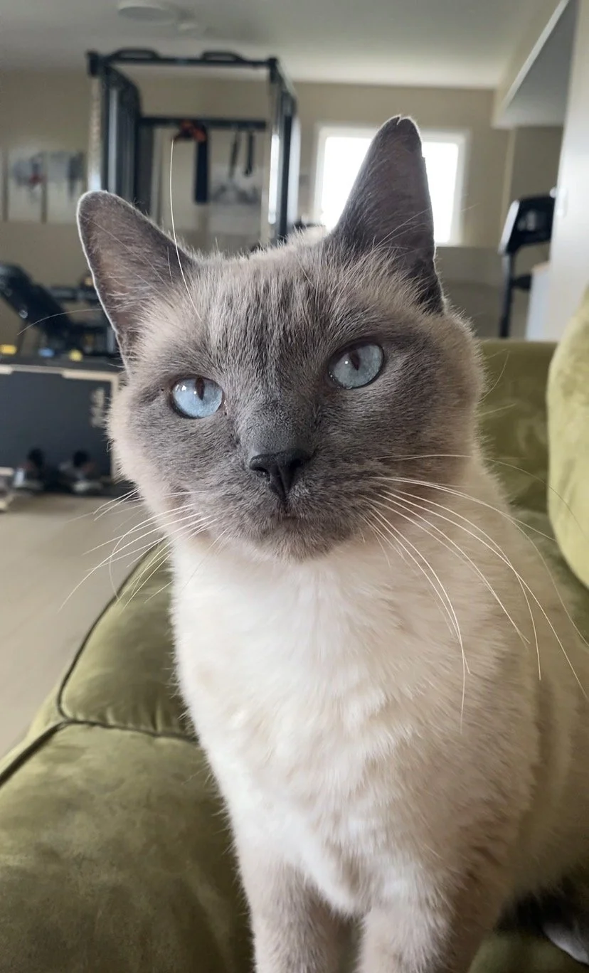 Coriander - daily cat check ins 