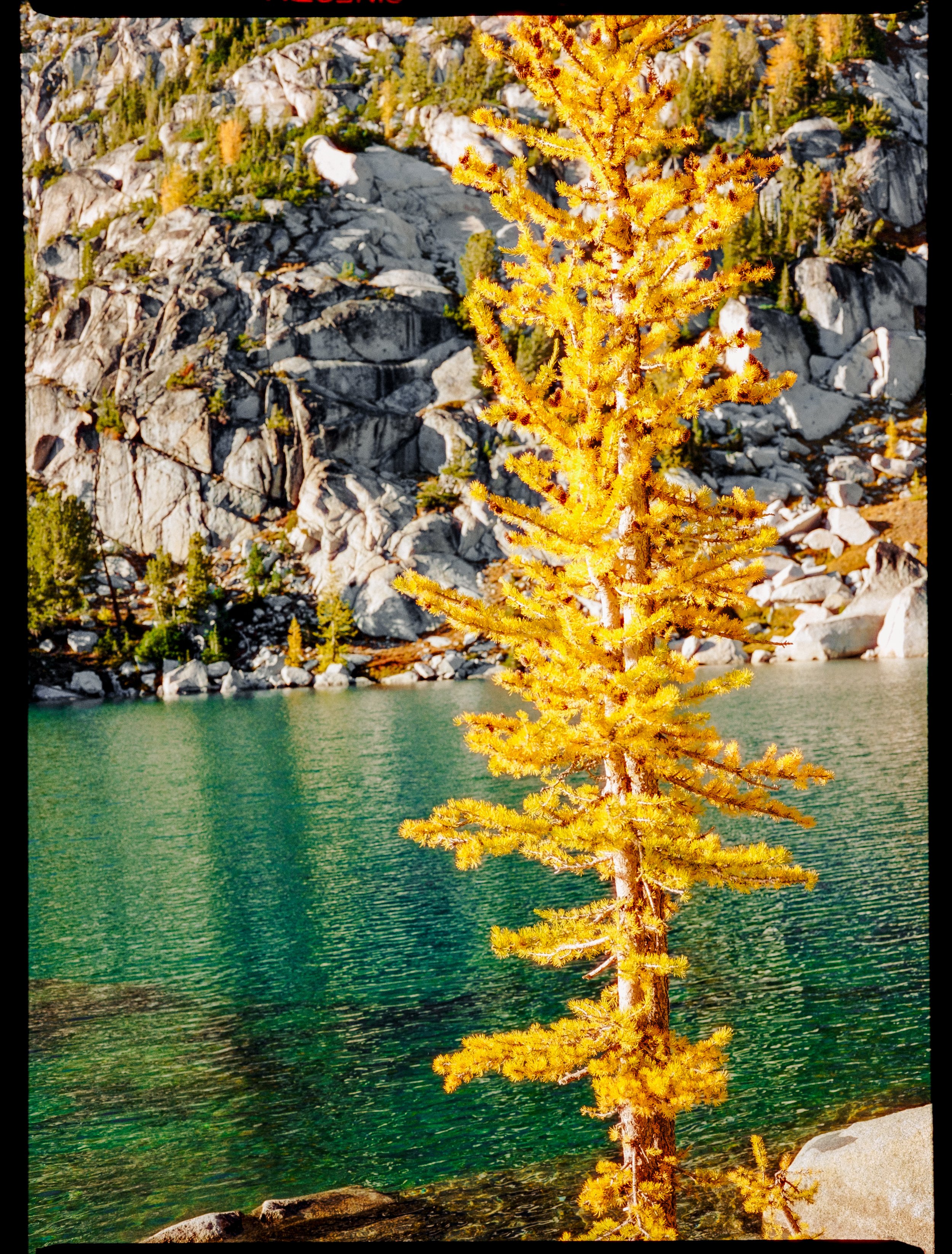 Vibrant golden larch tree by a clear turquoise lake, rocky mountain backdrop
