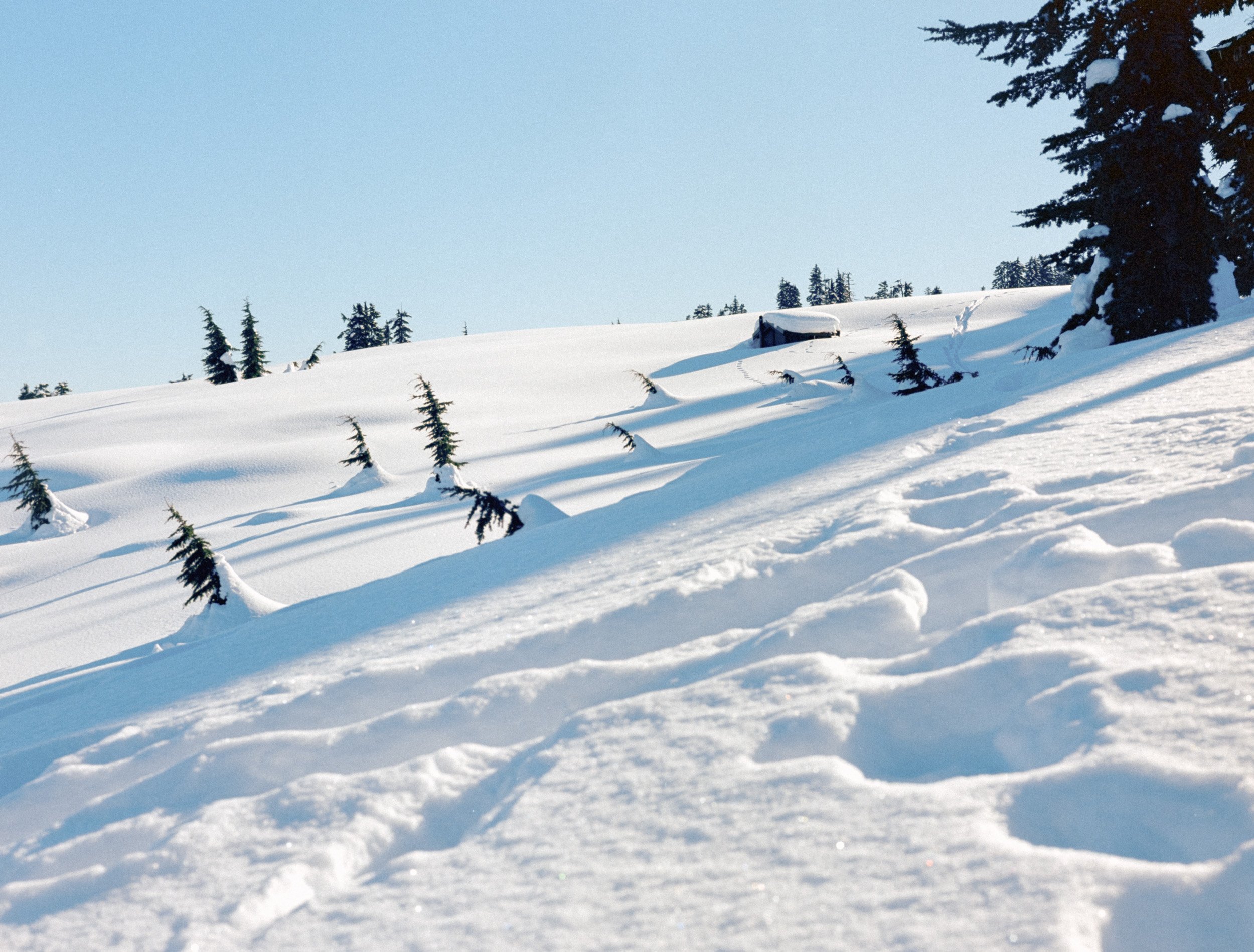Snow-covered landscape with evergreen trees and a cabin.