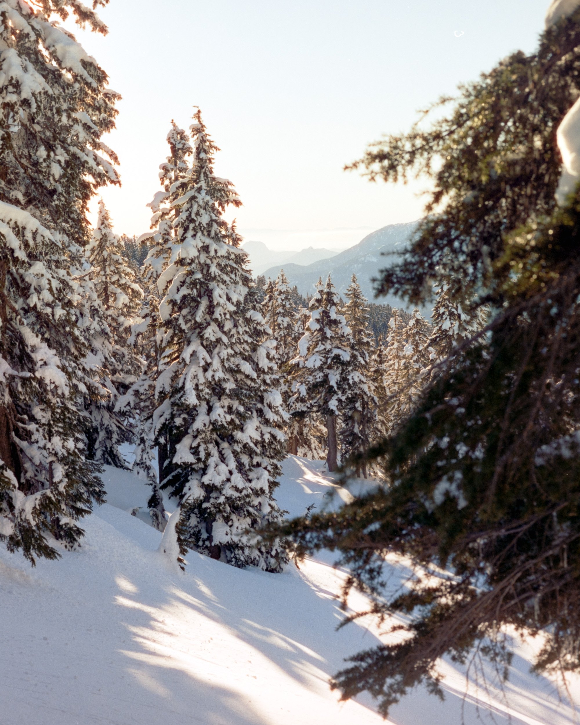 Snow-covered pine trees on a mountain landscape