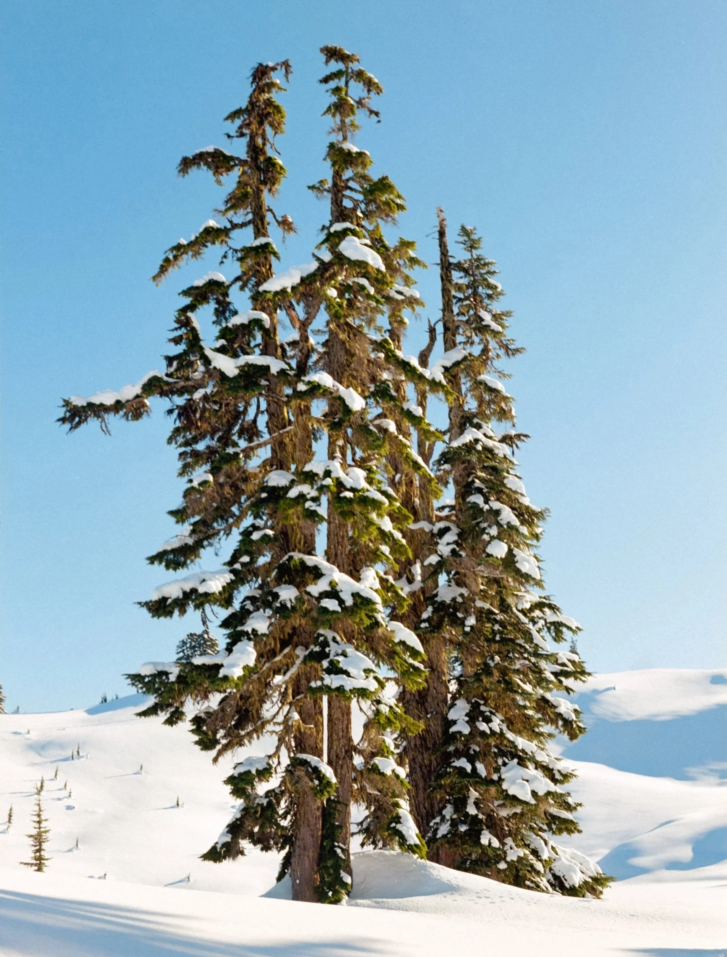 Tall evergreen trees covered in snow against a clear blue sky in a snowy landscape.