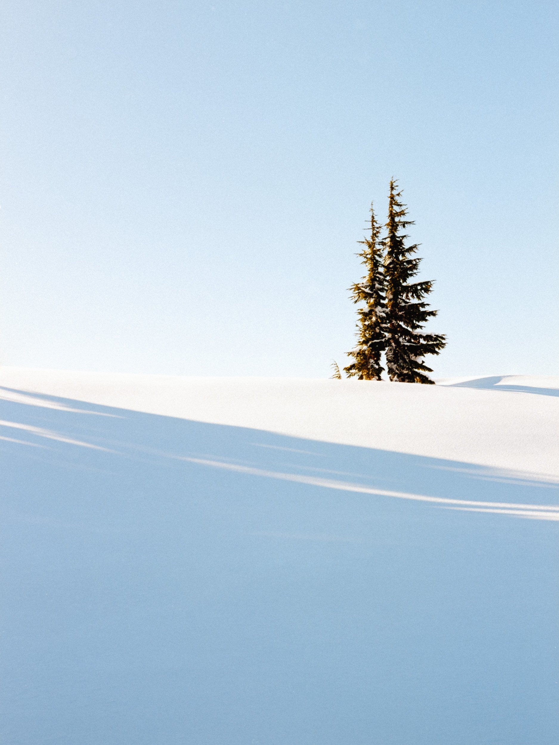Two evergreen trees on a snow-covered hill with a clear blue sky.