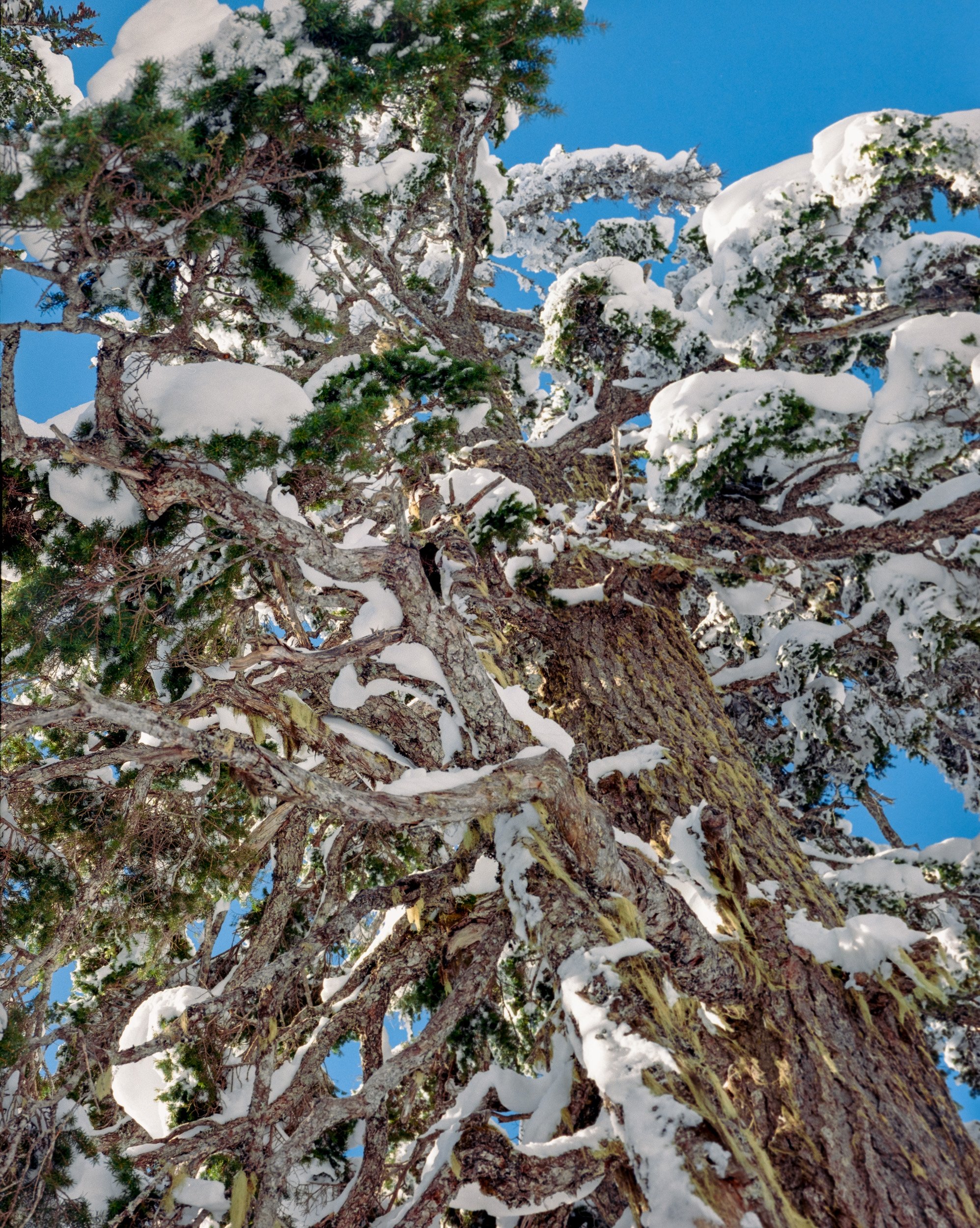 Elfin Lakes-16.jpg